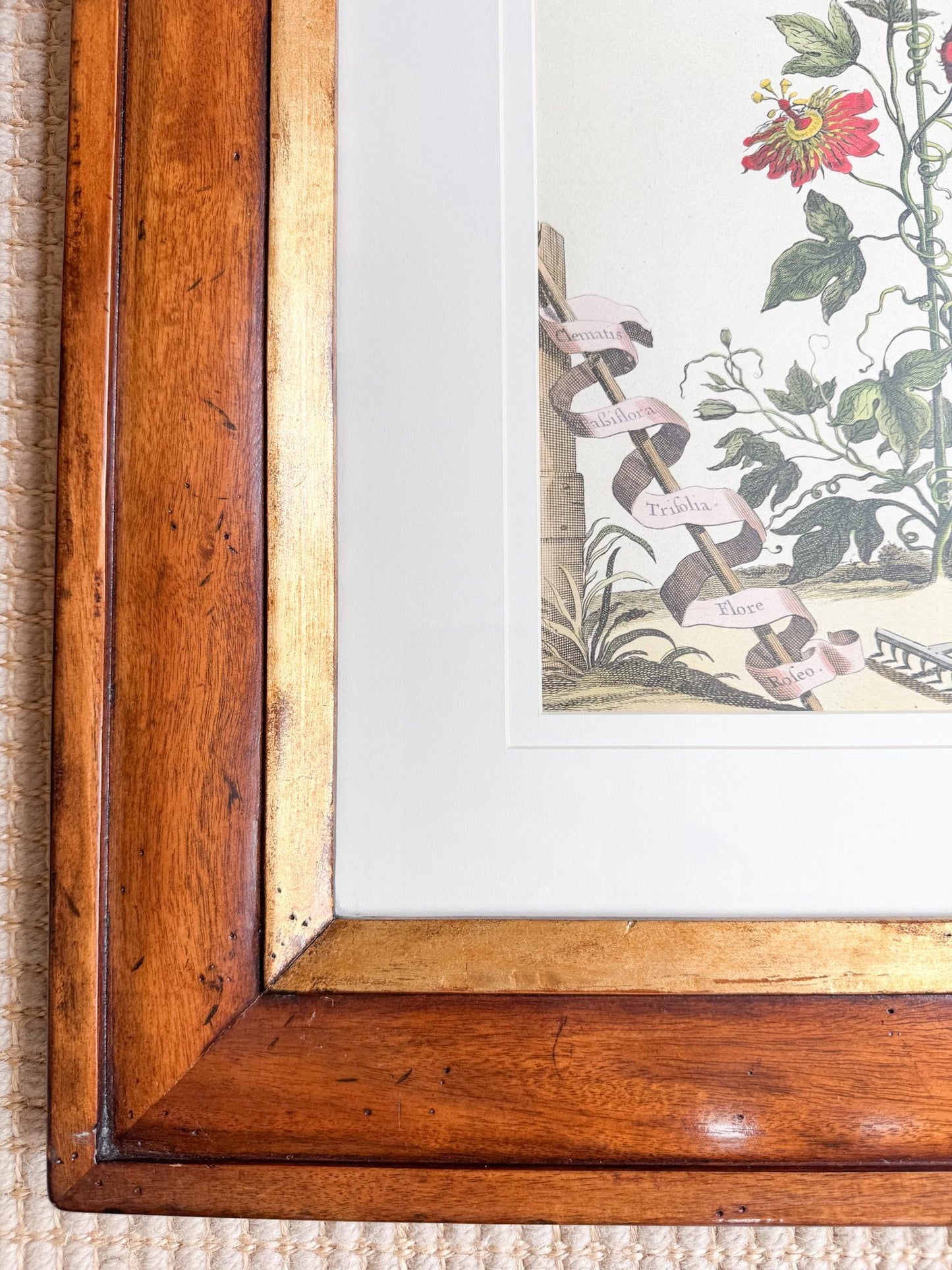 Framed Antique Floral Lithograph, c. 1700's, Red Passion Flower