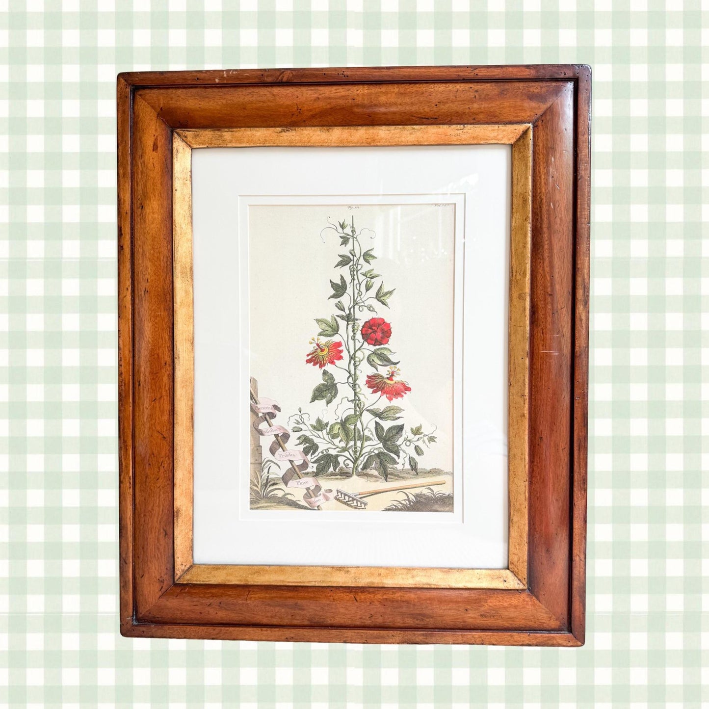 Framed Antique Floral Lithograph, c. 1700's, Red Passion Flower