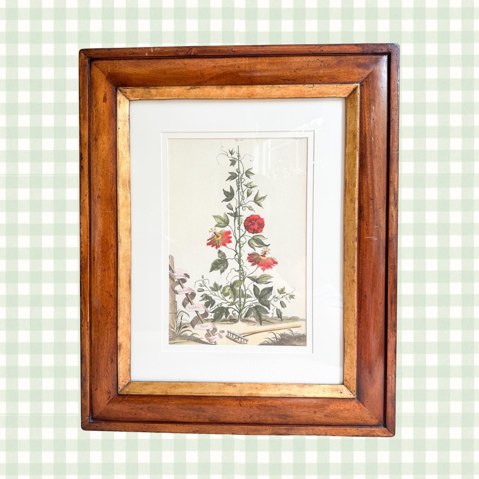 Framed Antique Floral Lithograph, c. 1700's, Red Passion Flower