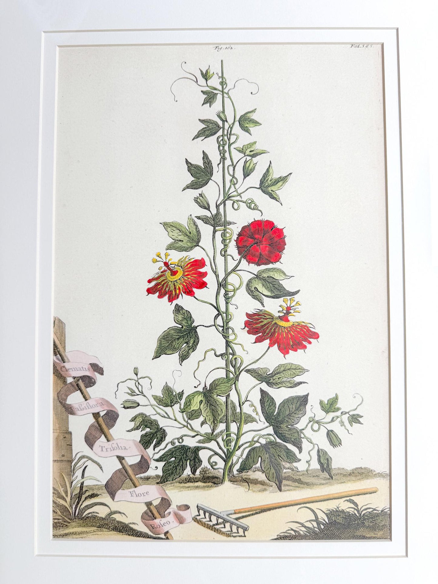 Framed Antique Floral Lithograph, c. 1700's, Red Passion Flower
