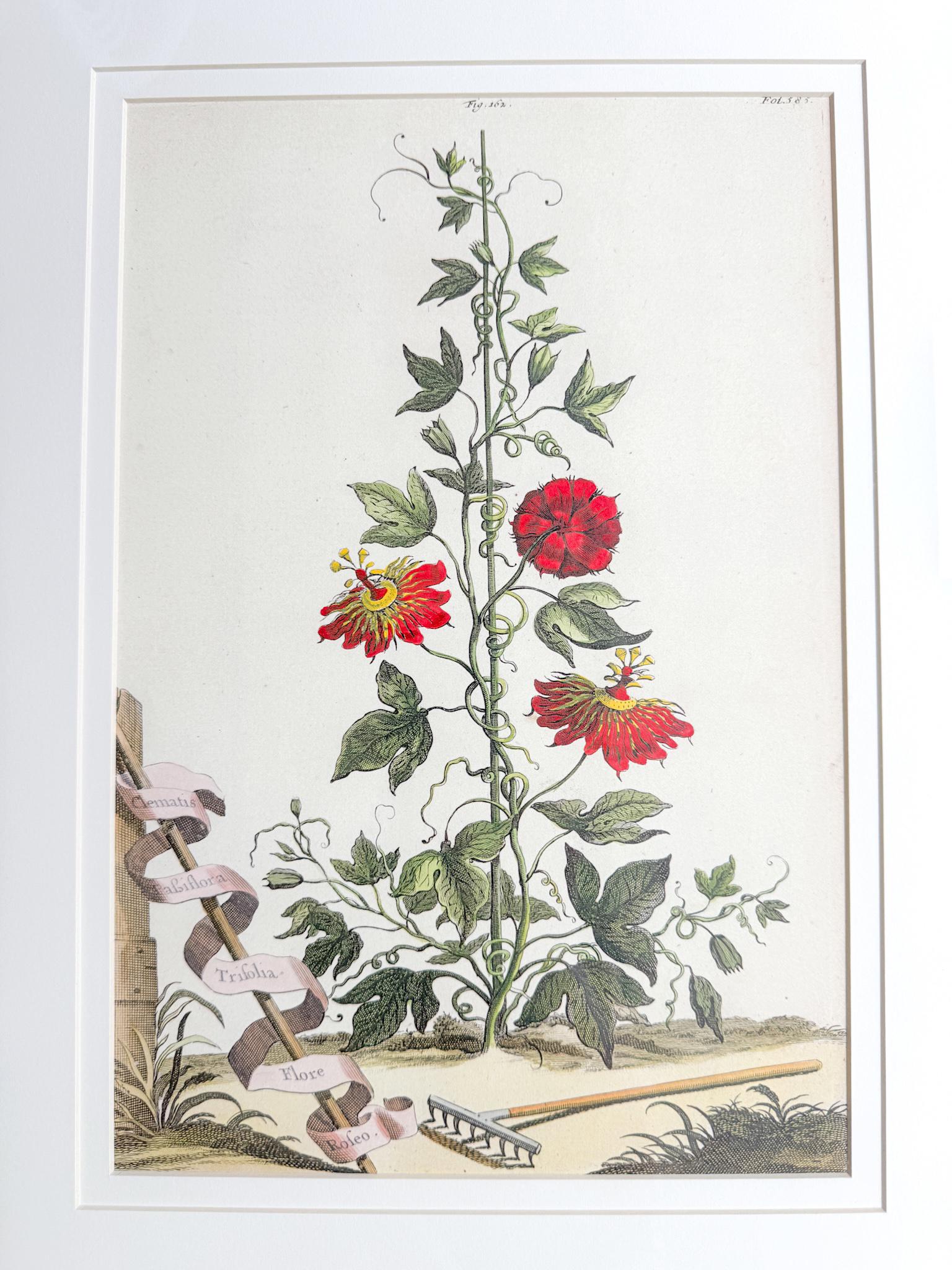 Framed Antique Floral Lithograph, c. 1700's, Red Passion Flower