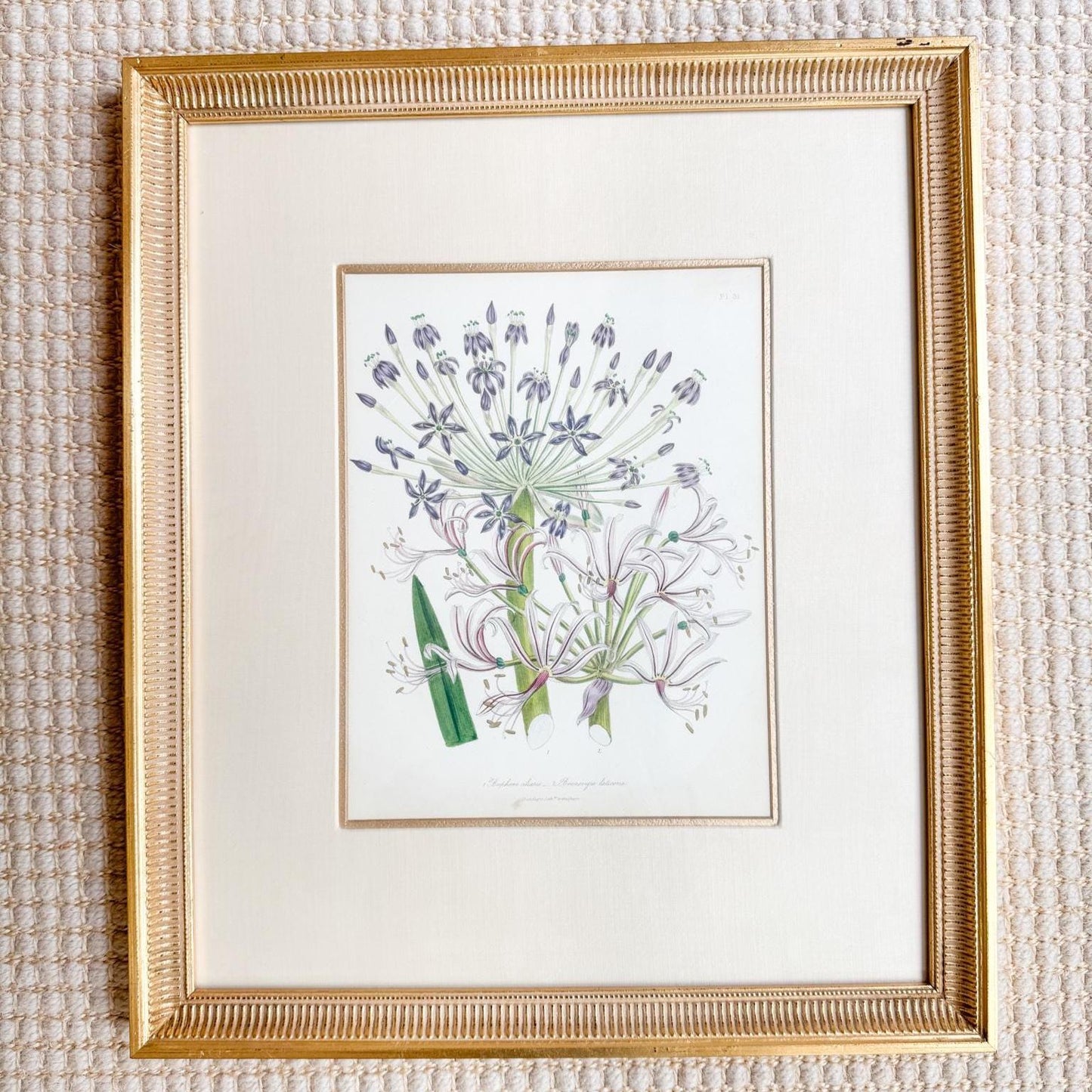 Framed Antique Floral Lithograph, c. 1840, Lady Loudon Flowers