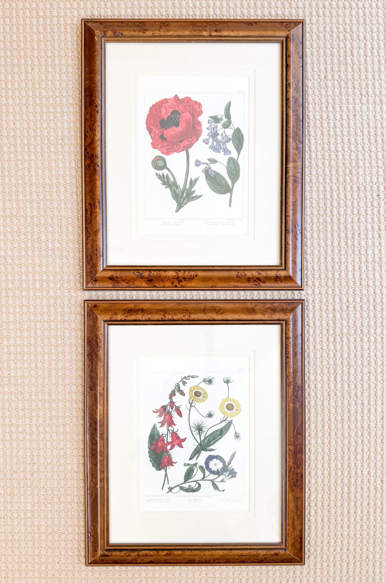 Framed Antique Floral Lithograph, c. 1807, Poppy and Bluebells