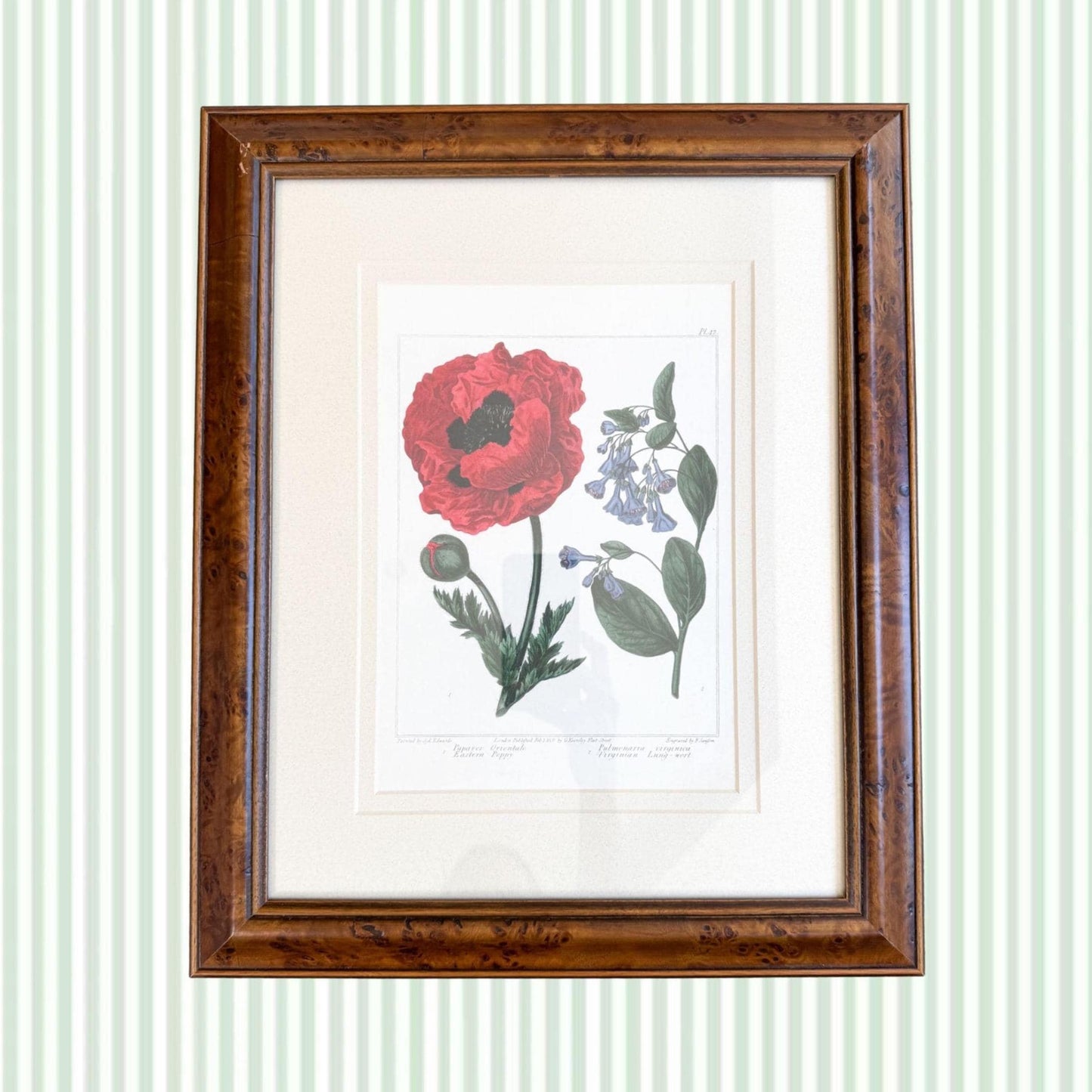 Framed Antique Floral Lithograph, c. 1807, Poppy and Bluebells