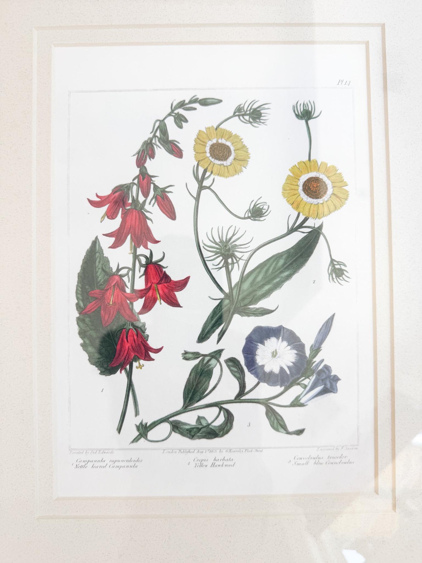 Framed Antique Floral Lithograph, c. 1807, Bellflowers, Hawkweed, and Morning Glory