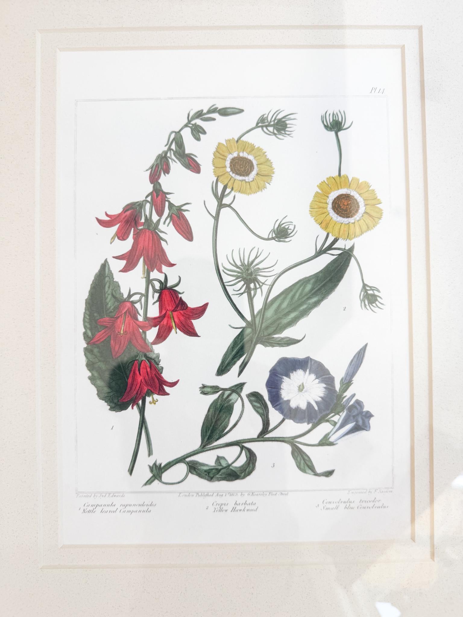 Framed Antique Floral Lithograph, c. 1807, Bellflowers, Hawkweed, and Morning Glory