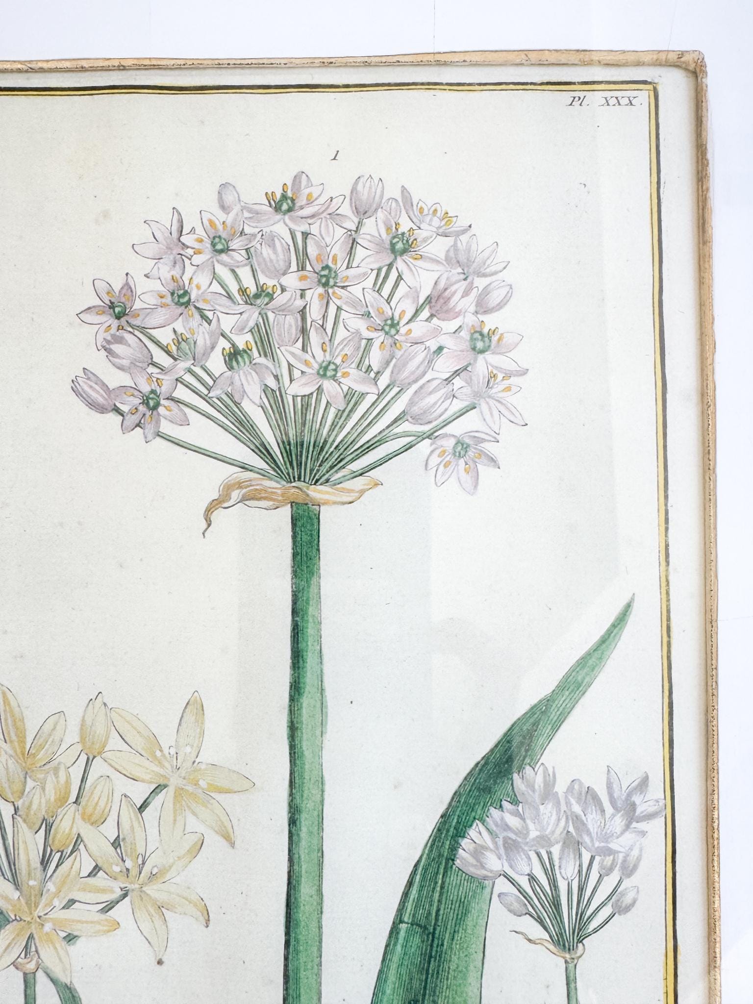 Framed Antique Floral Lithograph, c. 1771, Alliums