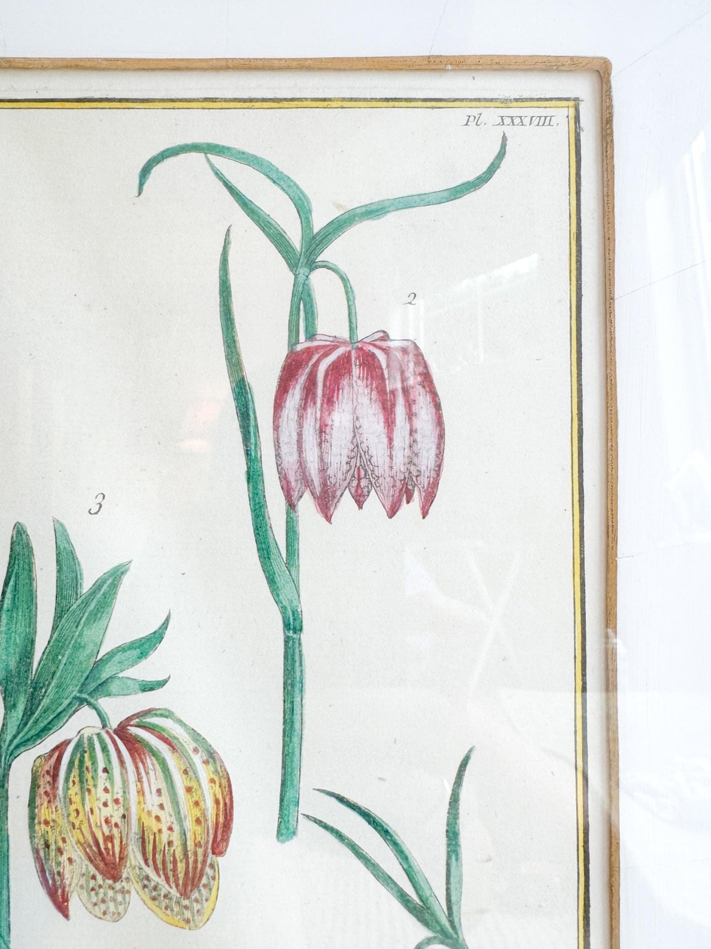 Framed Antique Floral Lithograph, c. 1771, Tulips