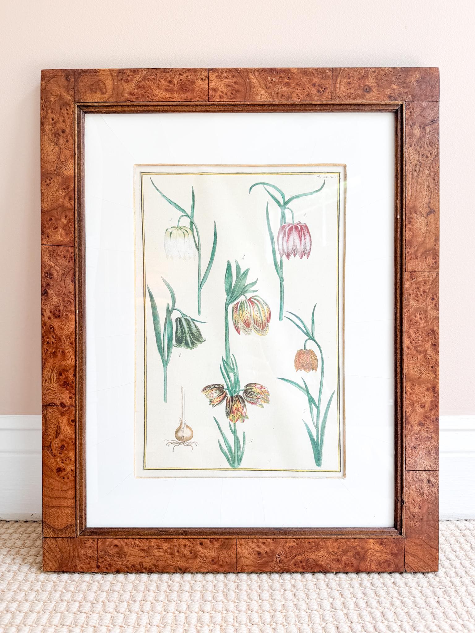Framed Antique Floral Lithograph, c. 1771, Tulips
