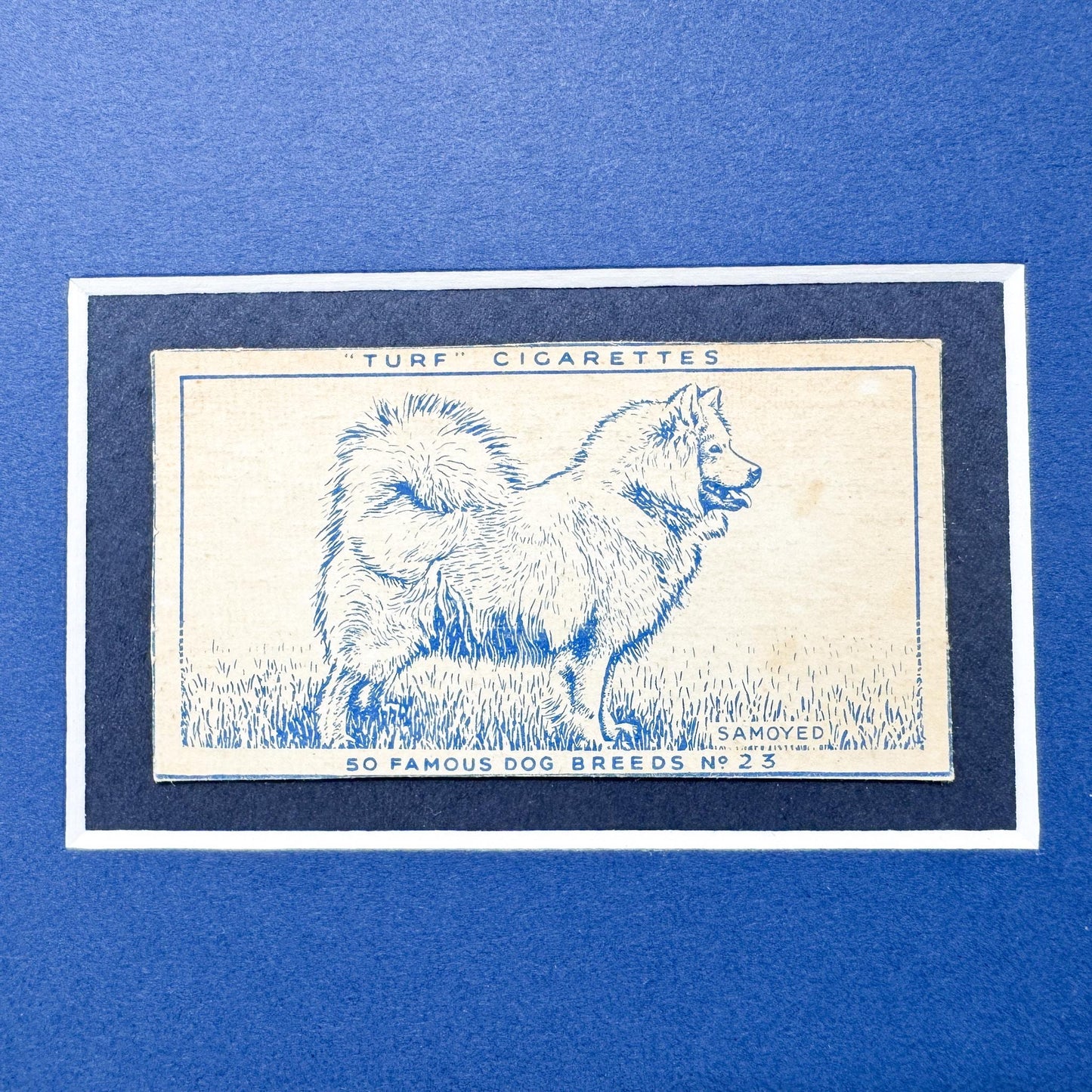 Framed Vintage Dog Cigarette Card c. 1952, Samoyed