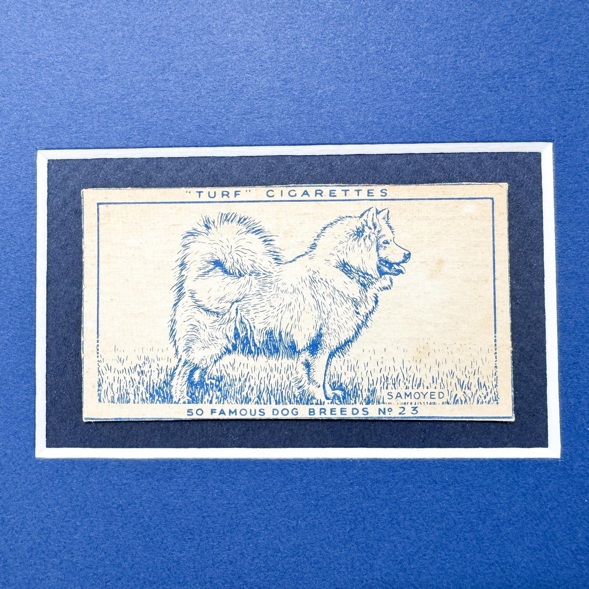 Framed Vintage Dog Cigarette Card c. 1952, Samoyed