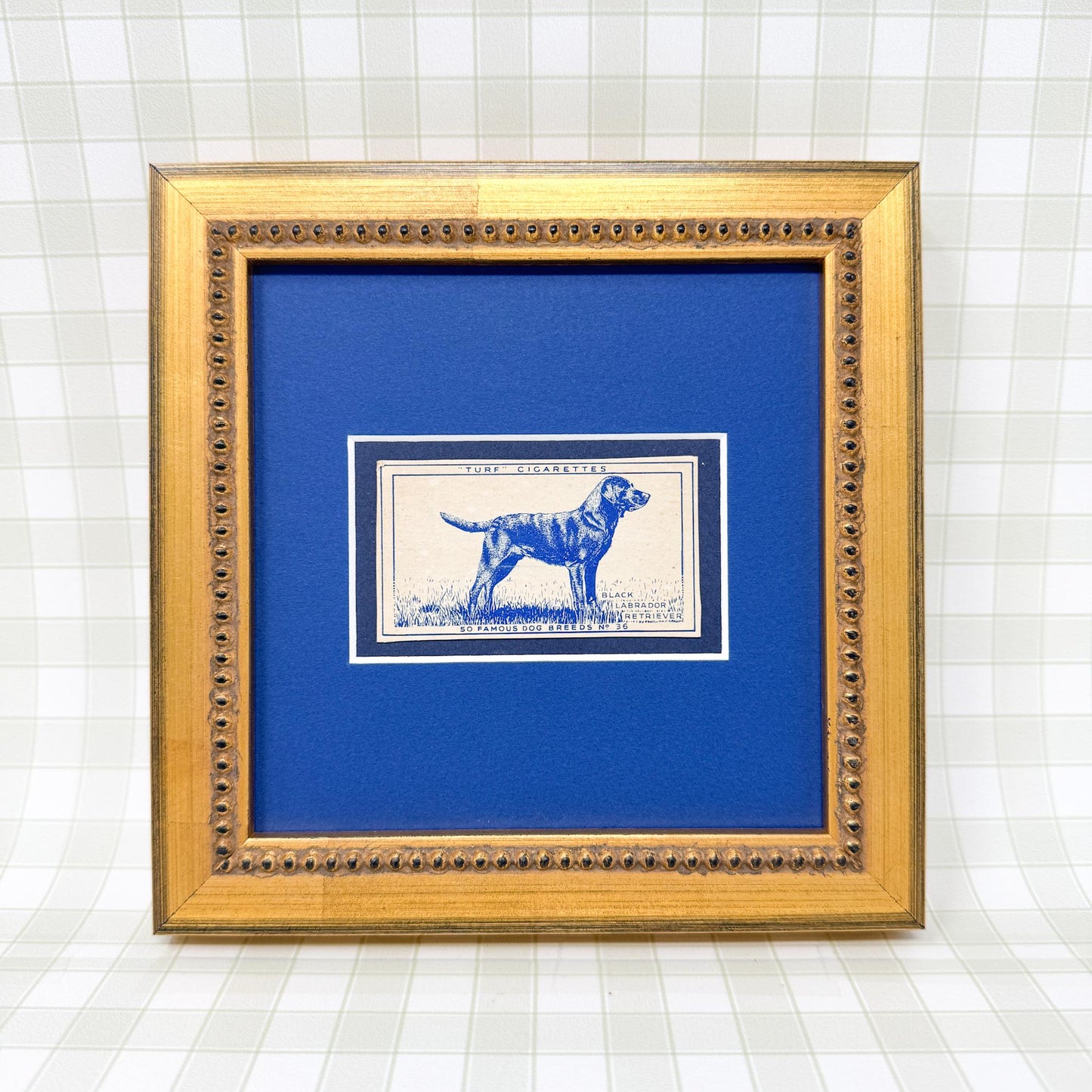 Framed Vintage Dog Cigarette Card c. 1952, Labrador Retriever