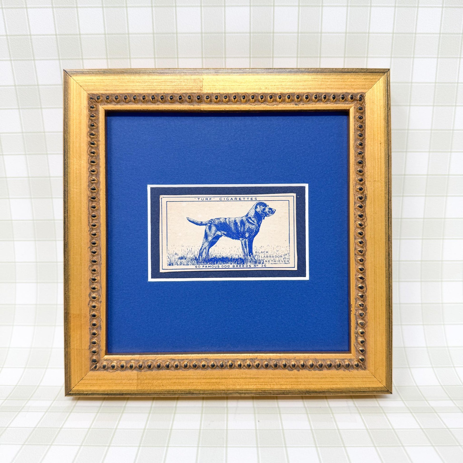 Framed Vintage Dog Cigarette Card c. 1952, Labrador Retriever