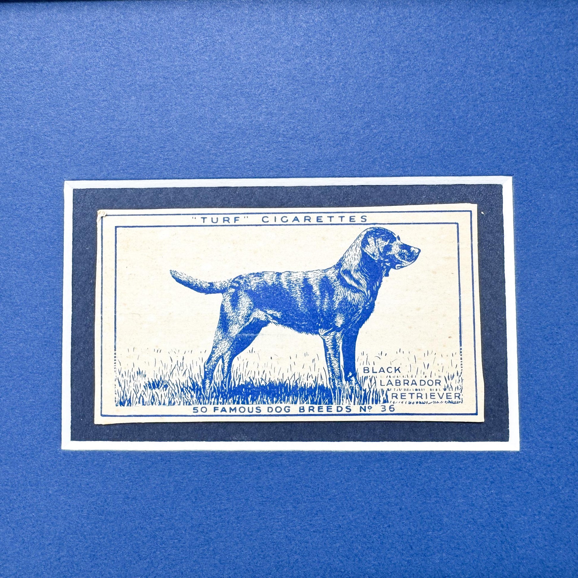 Framed Vintage Dog Cigarette Card c. 1952, Labrador Retriever