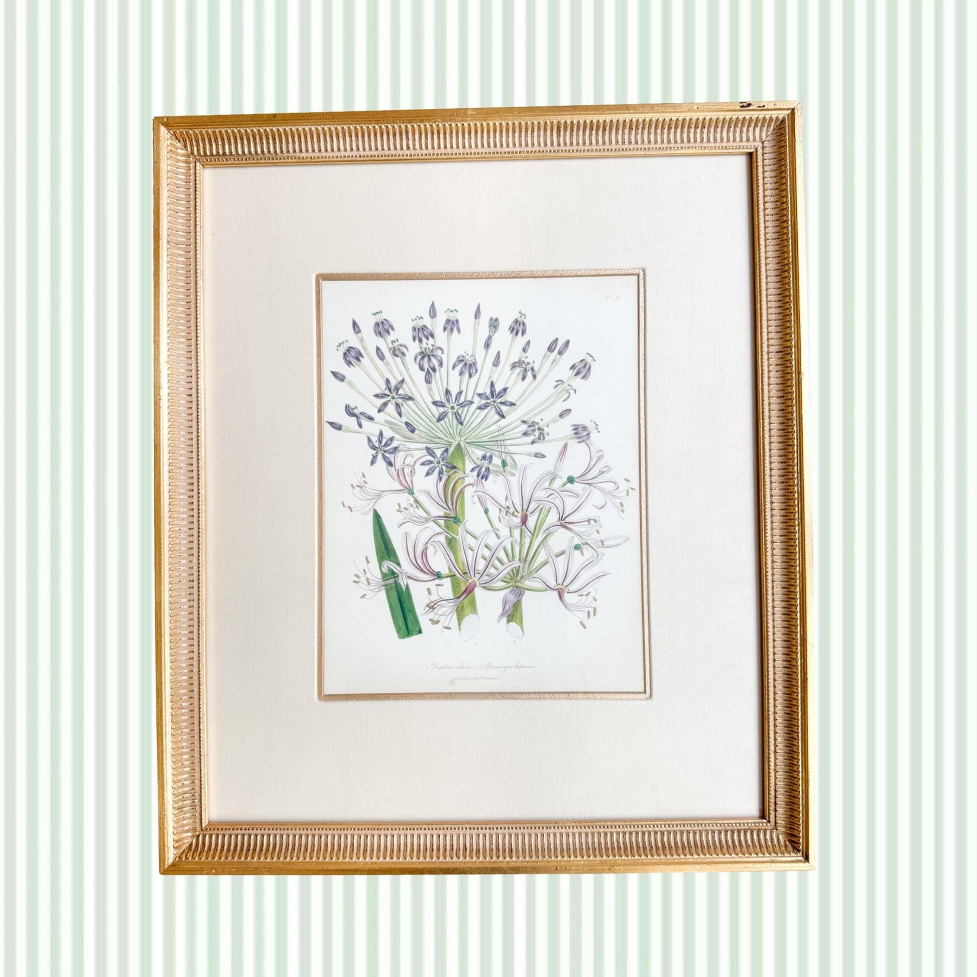 Framed Antique Floral Lithograph, c. 1840, Lady Loudon Flowers
