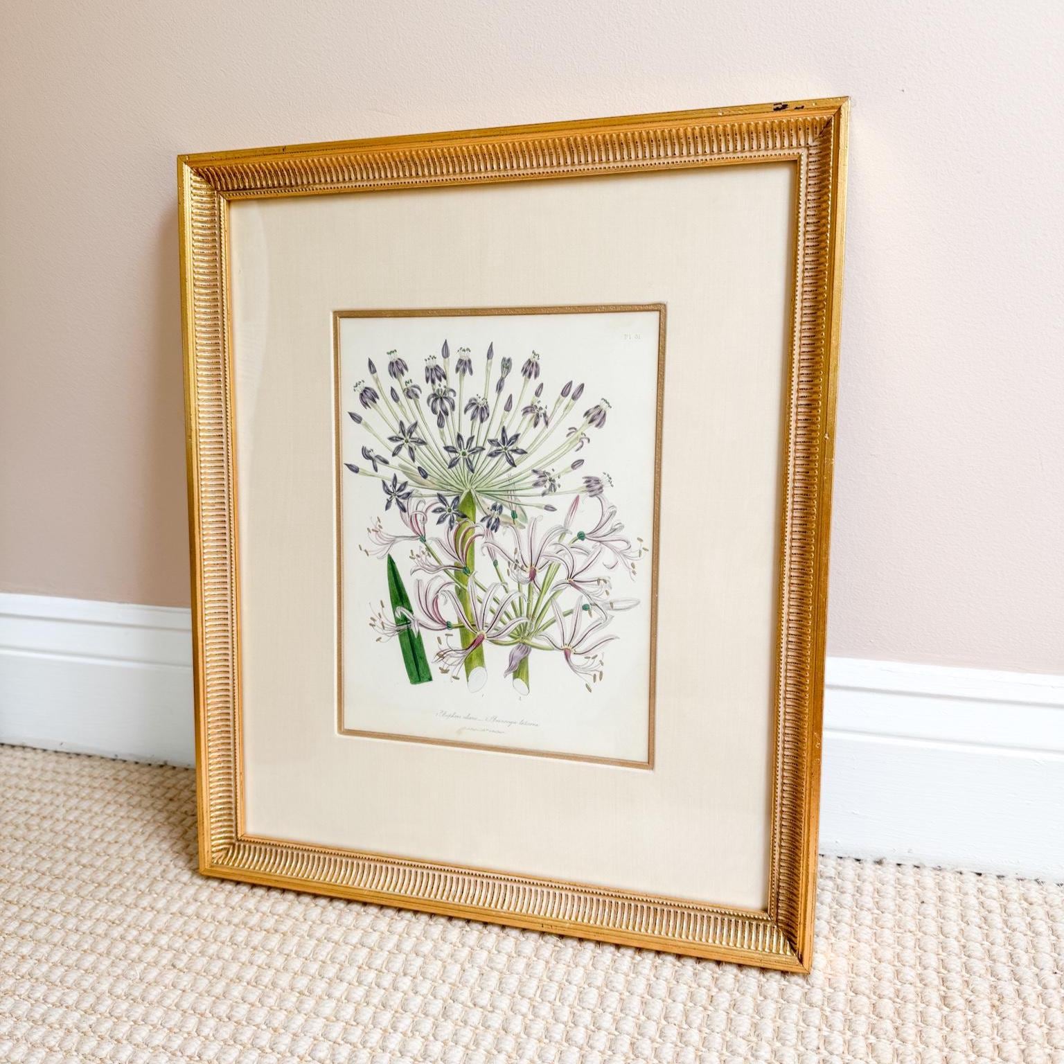 Framed Antique Floral Lithograph, c. 1840, Lady Loudon Flowers