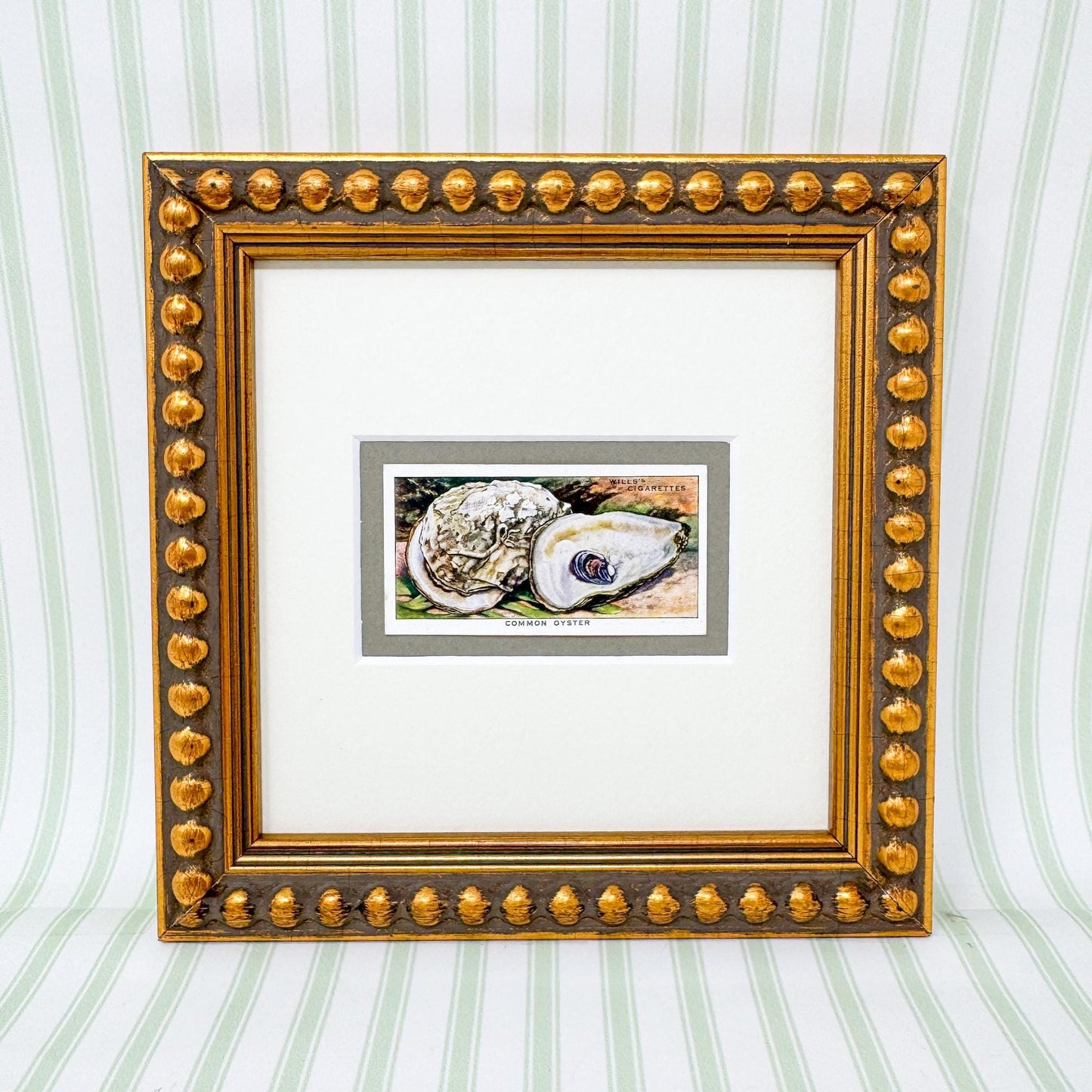 Framed Vintage Sea Life Cigarette Card, Common Oyster