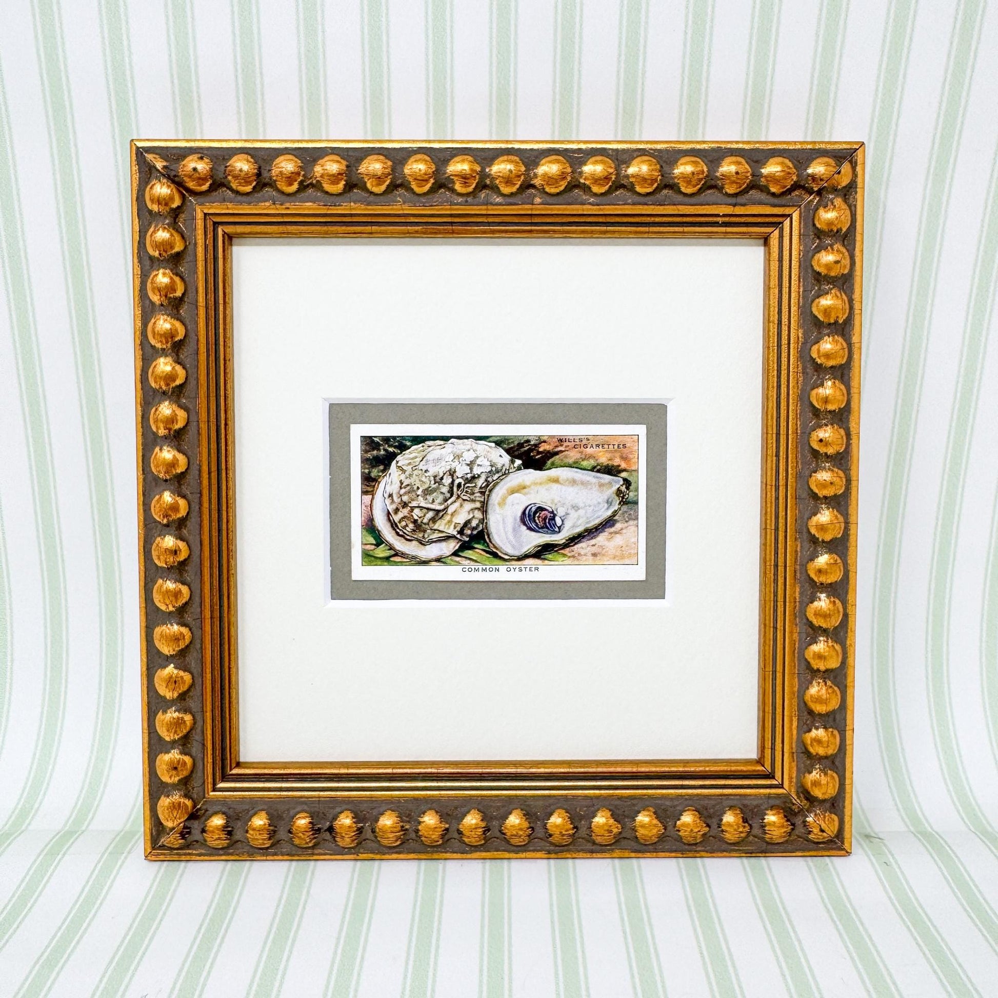 Framed Vintage Sea Life Cigarette Card, Common Oyster