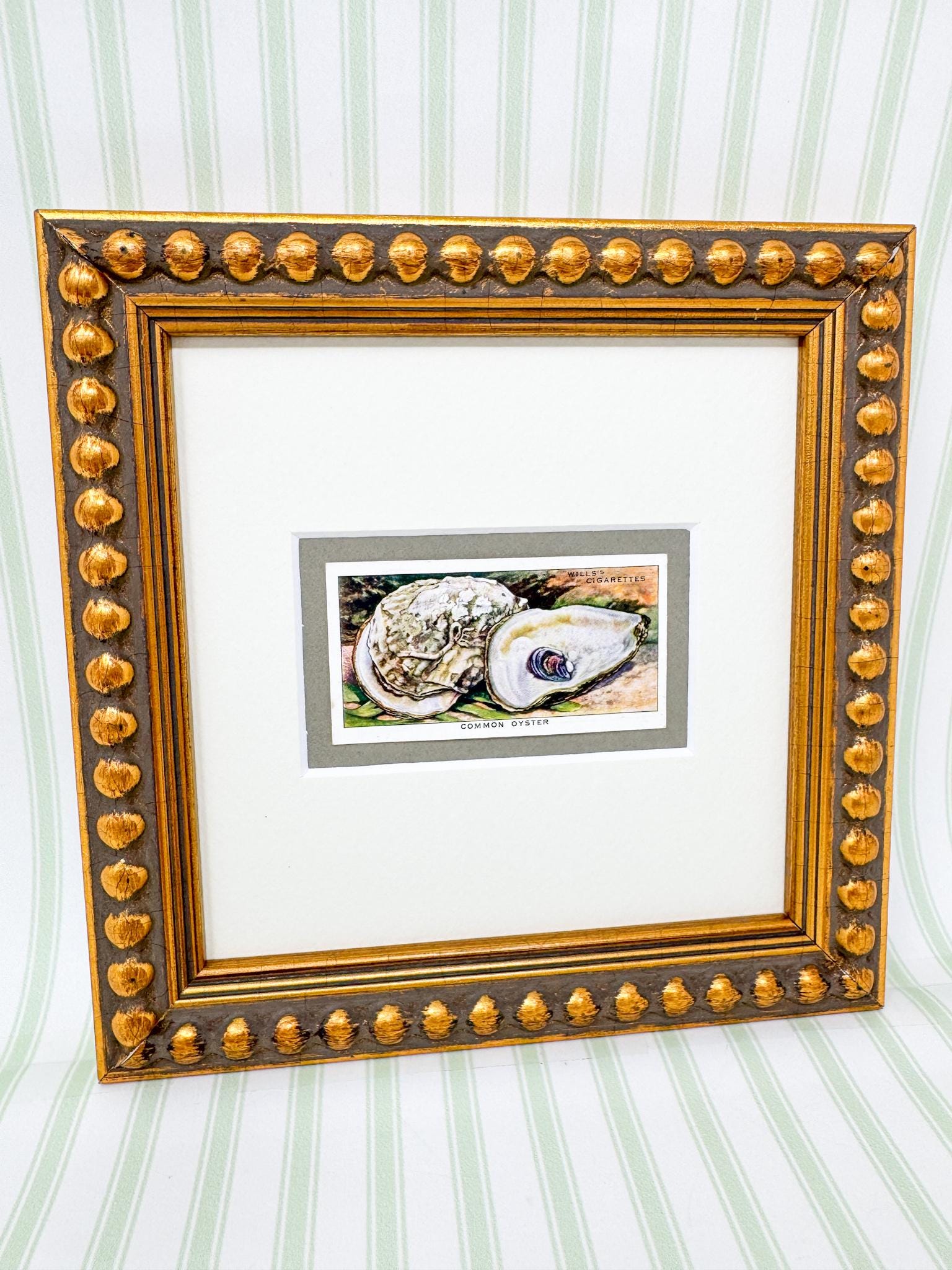 Framed Vintage Sea Life Cigarette Card, Common Oyster