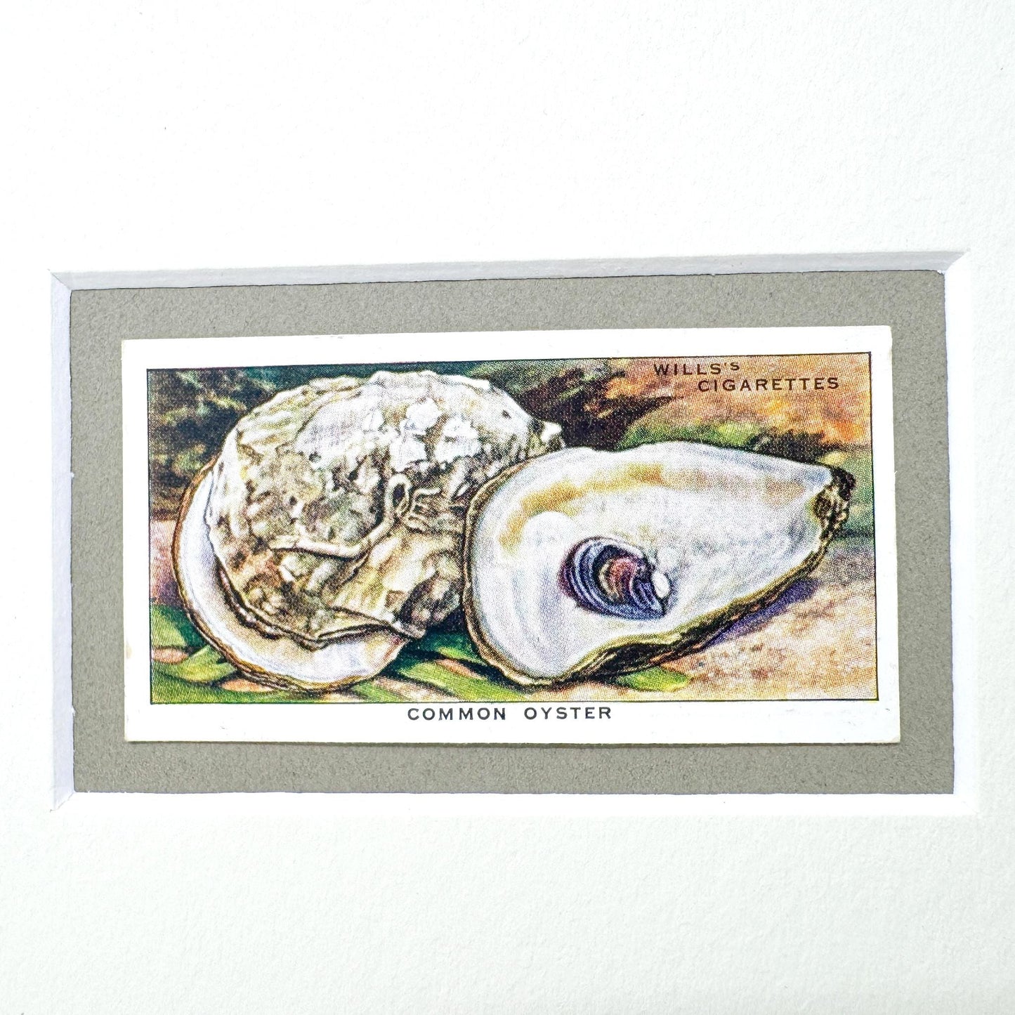 Framed Vintage Sea Life Cigarette Card, Common Oyster