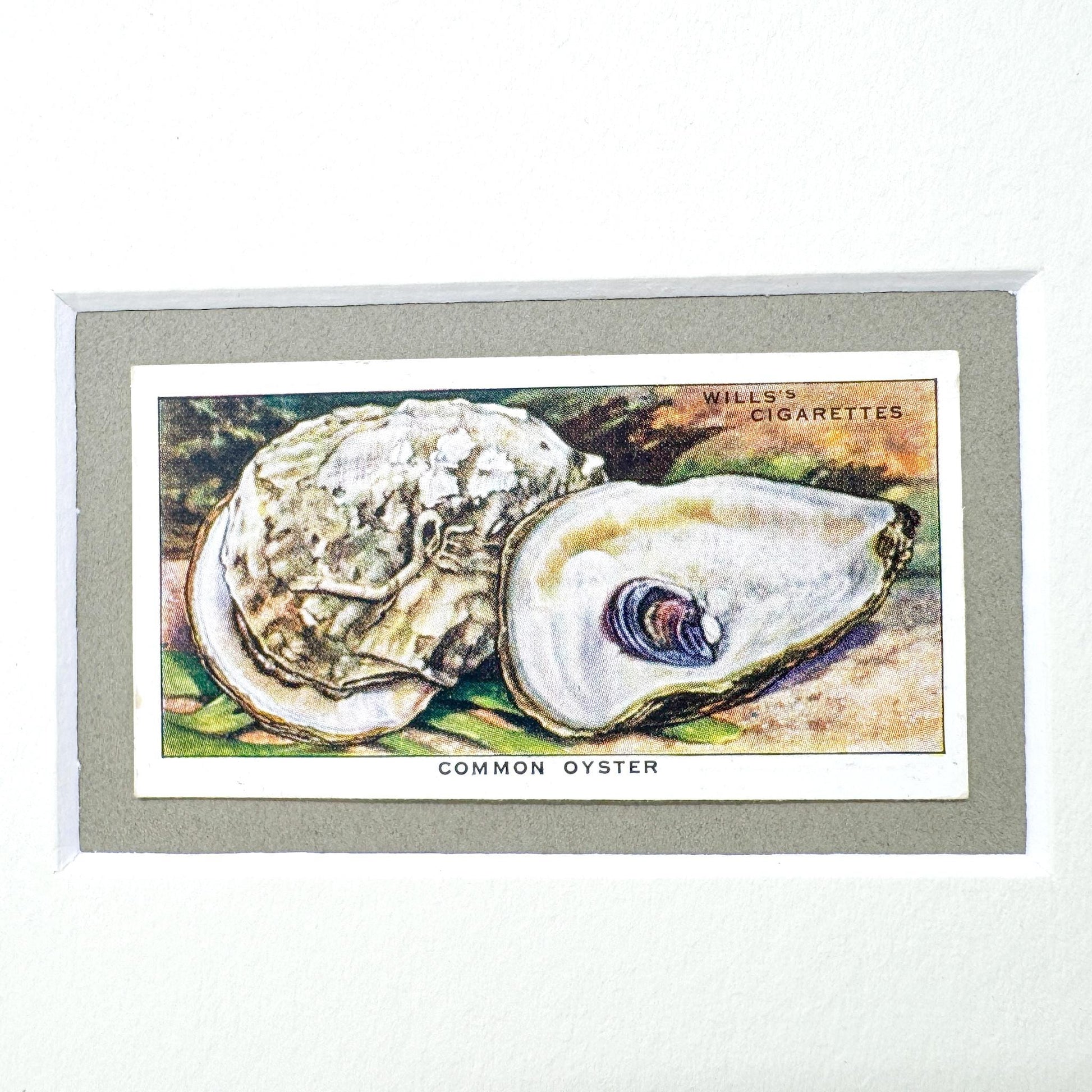 Framed Vintage Sea Life Cigarette Card, Common Oyster