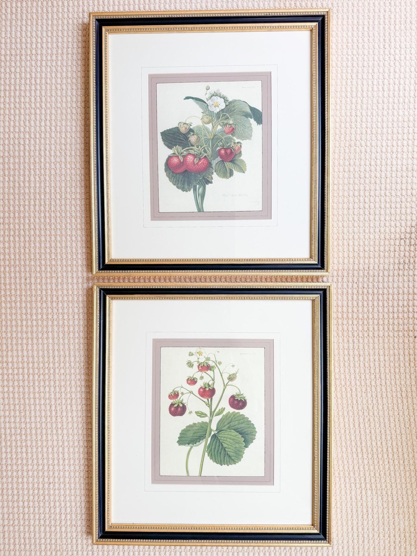 Framed Vintage Strawberry Lithograph, Wilmot's Superb Strawberry