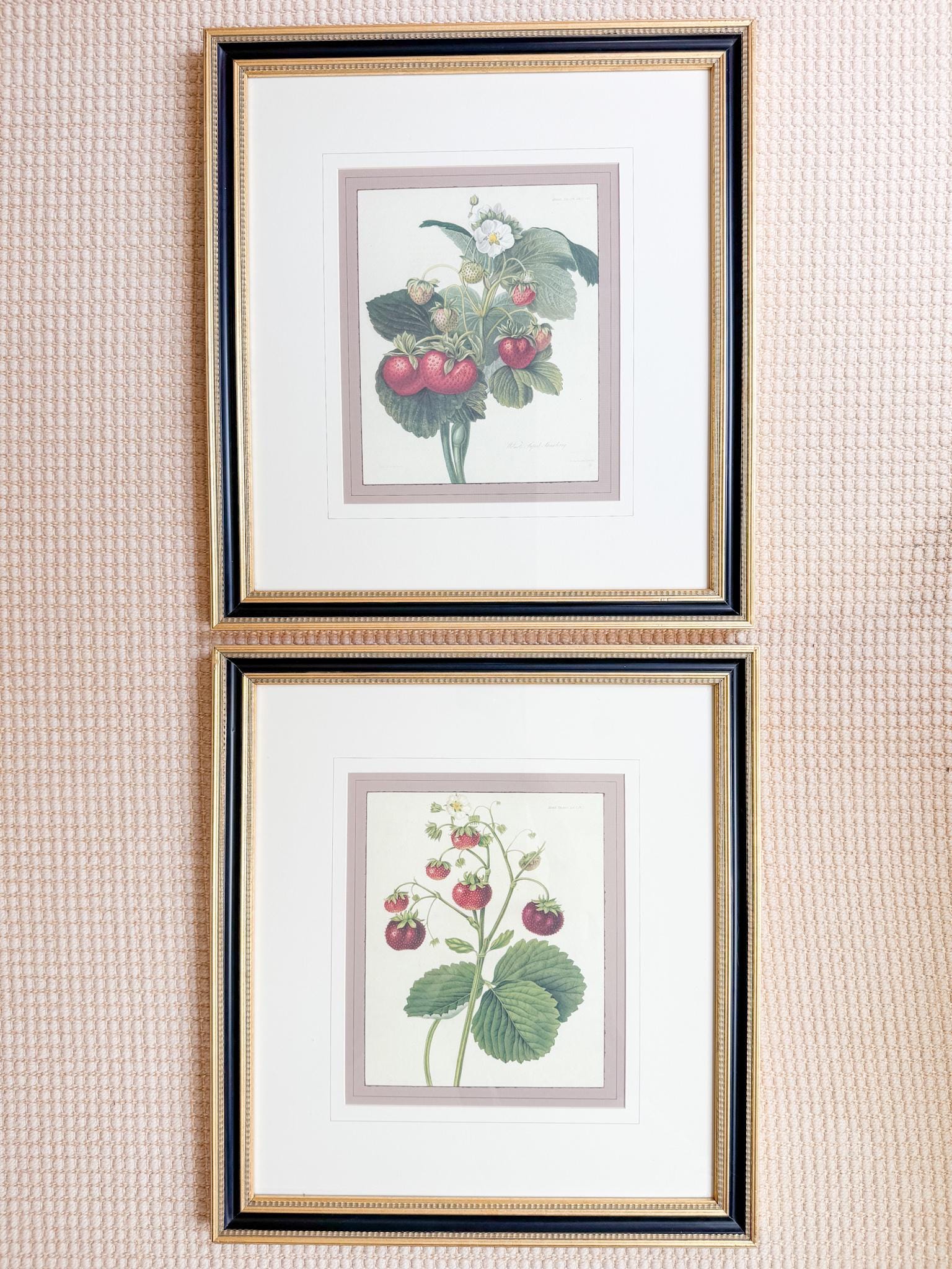 Framed Vintage Strawberry Lithograph, Wilmot's Superb Strawberry