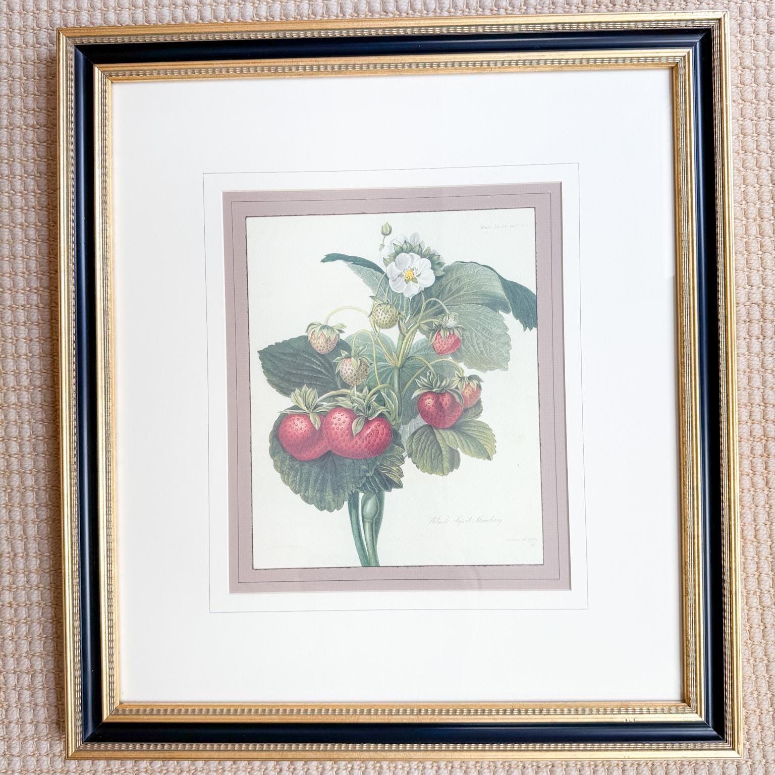 Framed Vintage Strawberry Lithograph, Wilmot's Superb Strawberry