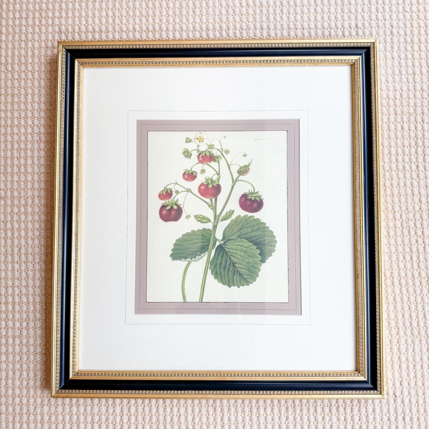 Framed Vintage Strawberry Lithograph, The Wild Strawberry