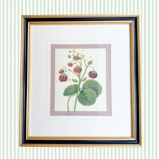 Framed Vintage Strawberry Lithograph, The Wild Strawberry
