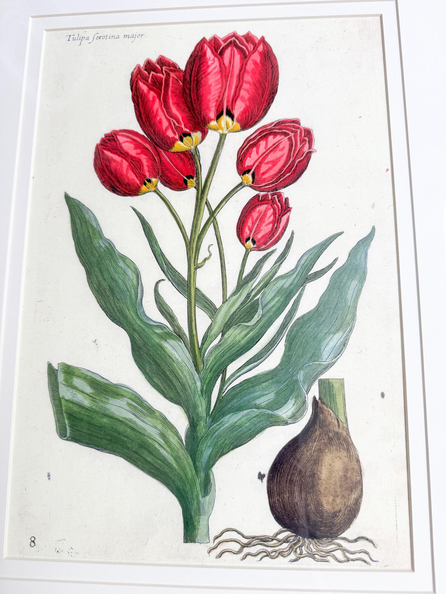 Framed Antique Floral Lithograph, c. 1800's, Red Tulips