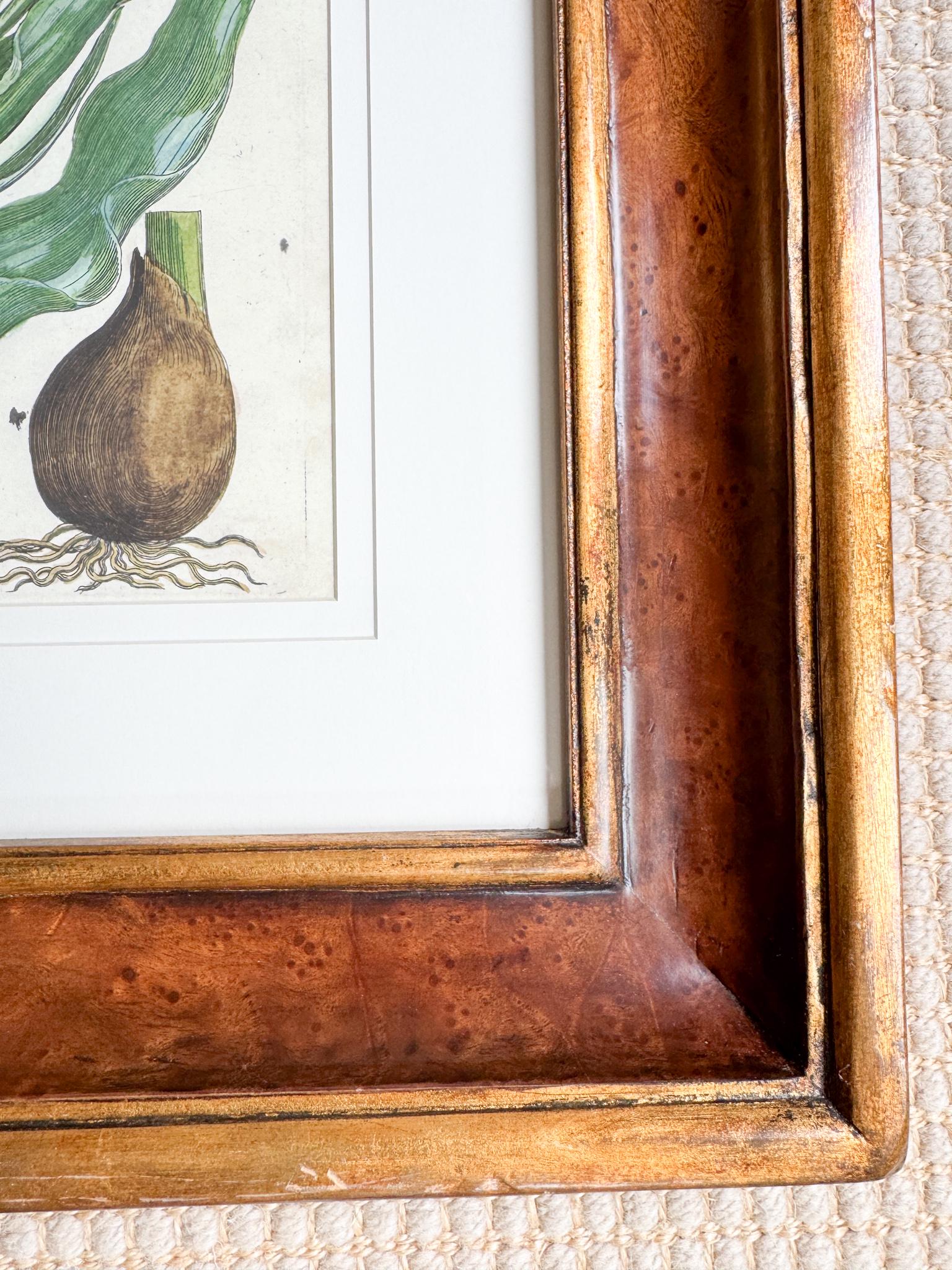 Framed Antique Floral Lithograph, c. 1800's, Red Tulips