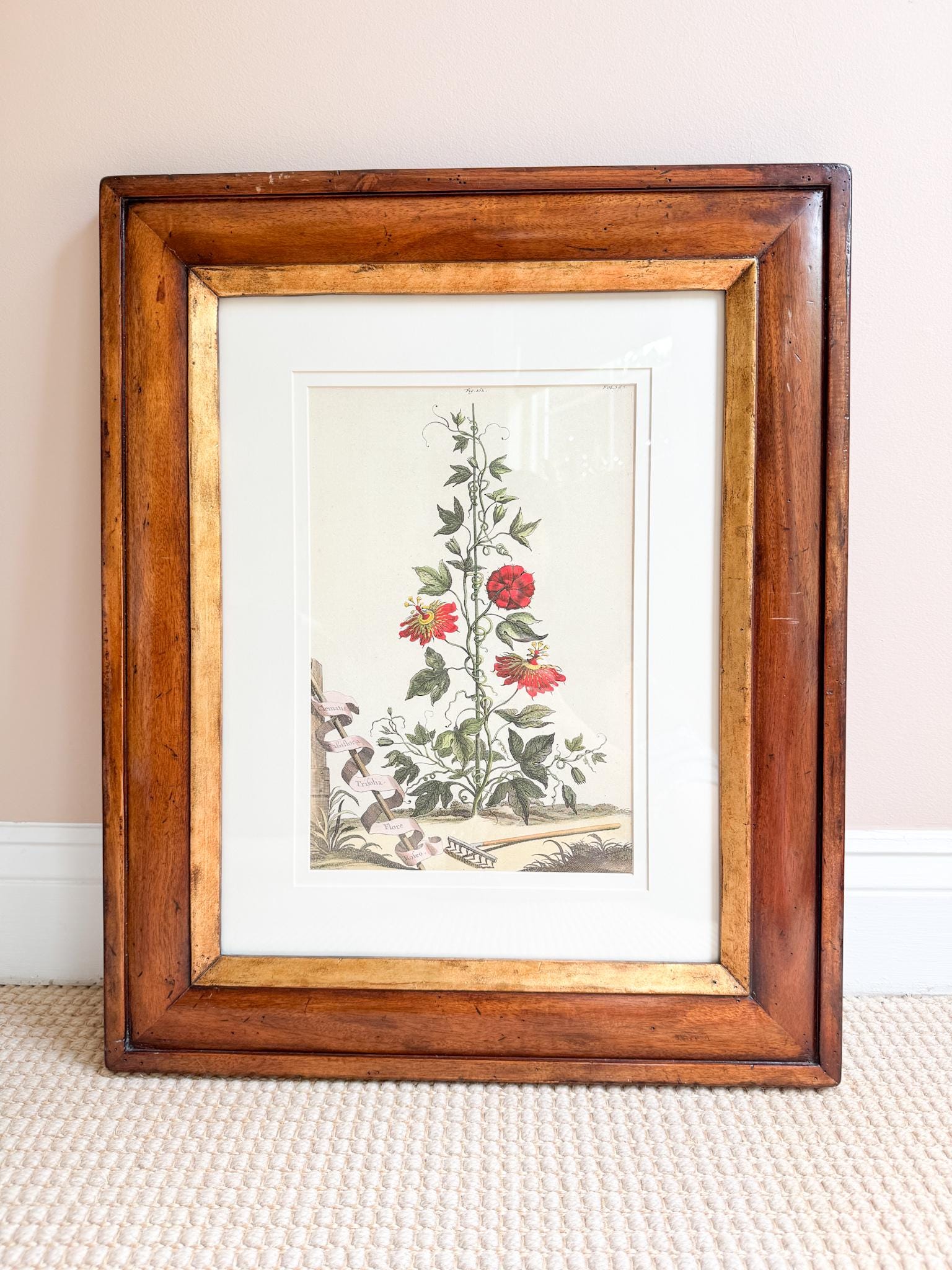 Framed Antique Floral Lithograph, c. 1700's, Red Passion Flower