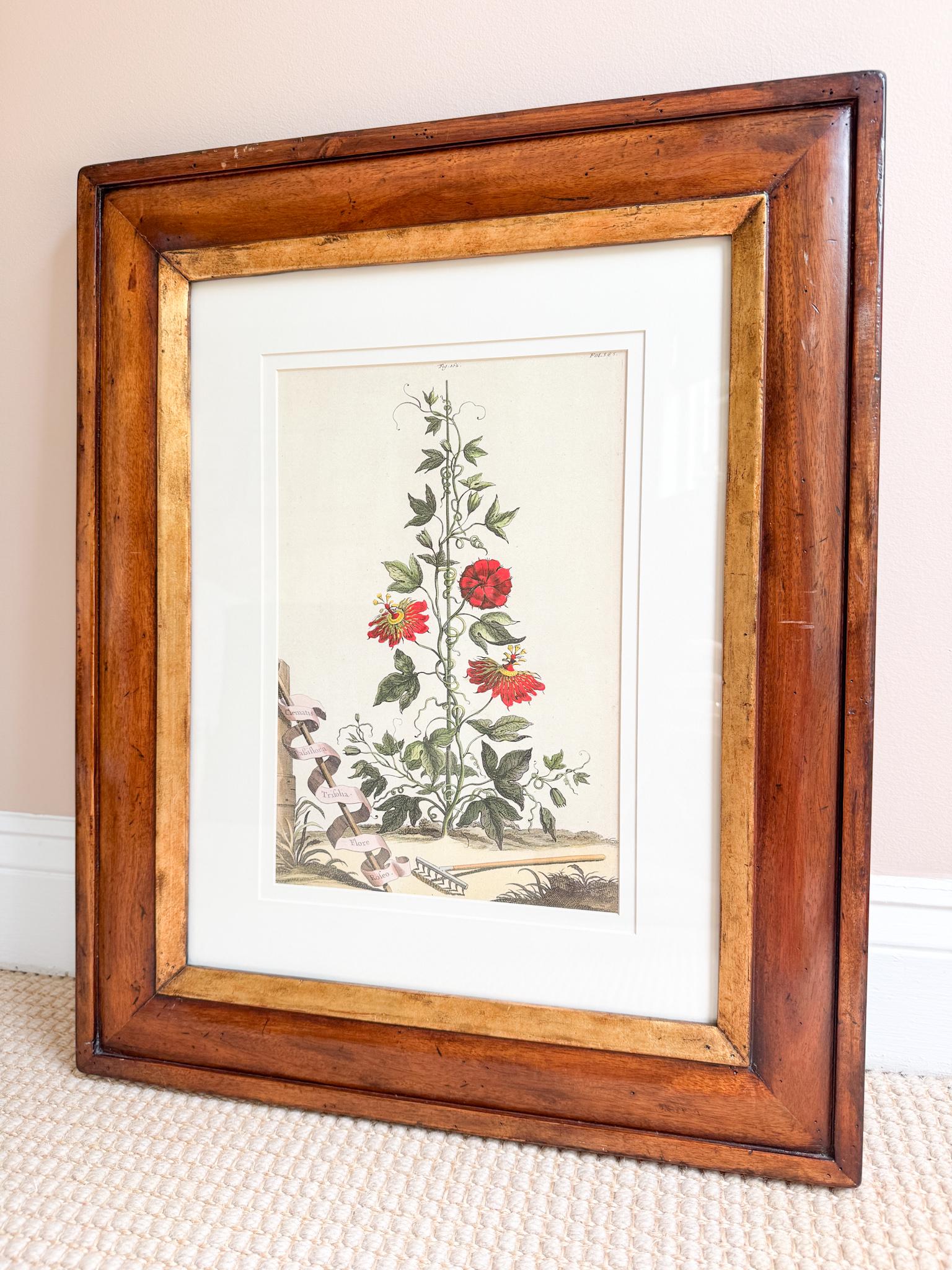 Framed Antique Floral Lithograph, c. 1700's, Red Passion Flower