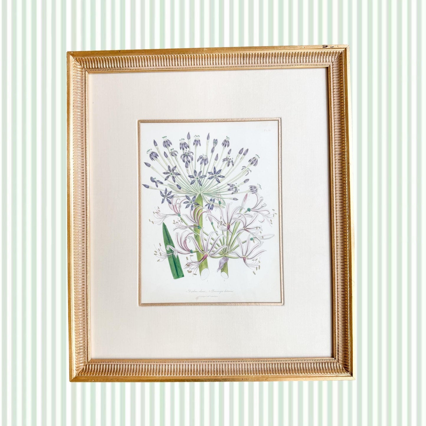 Framed Antique Floral Lithograph, c. 1840, Lady Loudon Flowers