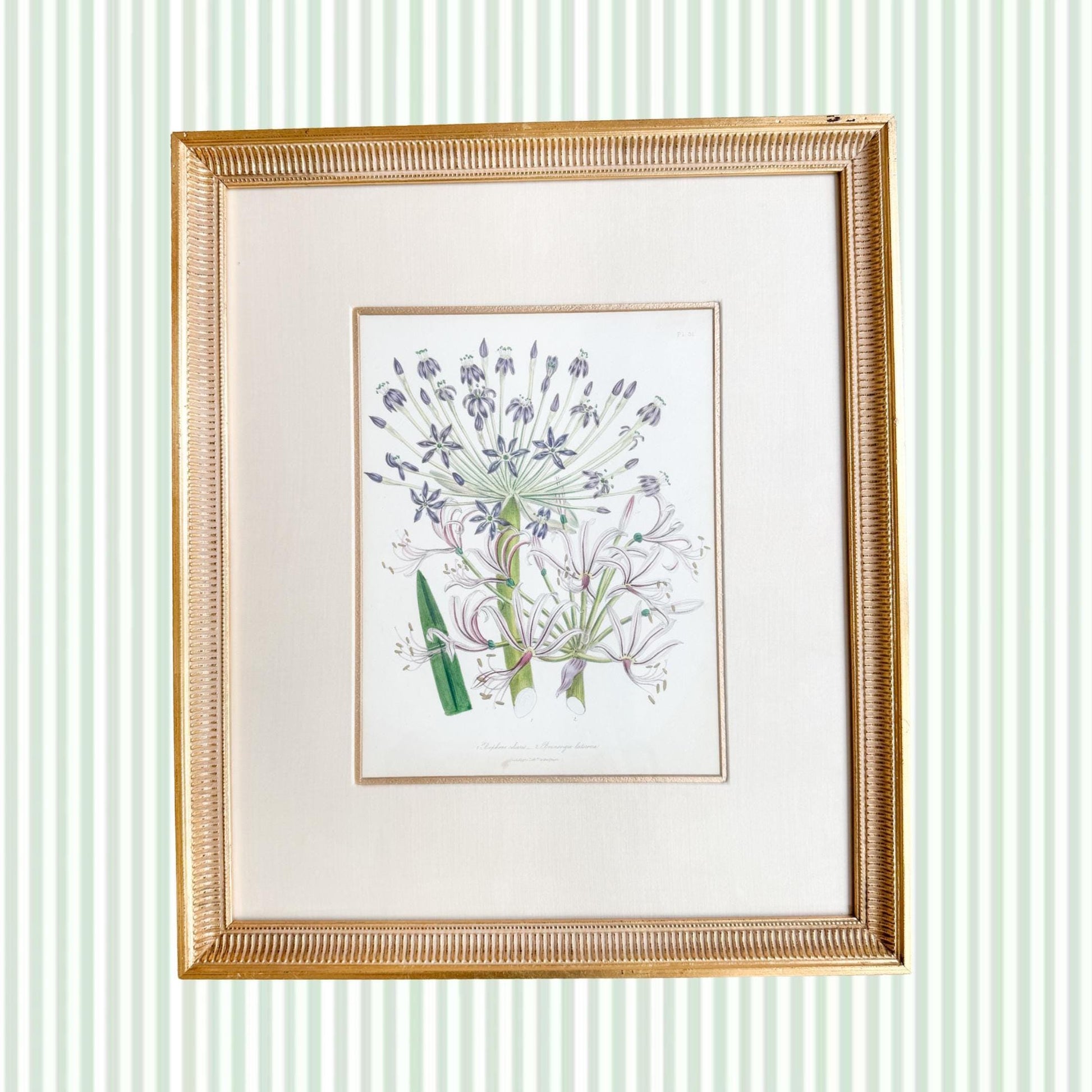 Framed Antique Floral Lithograph, c. 1840, Lady Loudon Flowers
