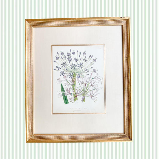 Framed Antique Floral Lithograph, c. 1840, Lady Loudon Flowers