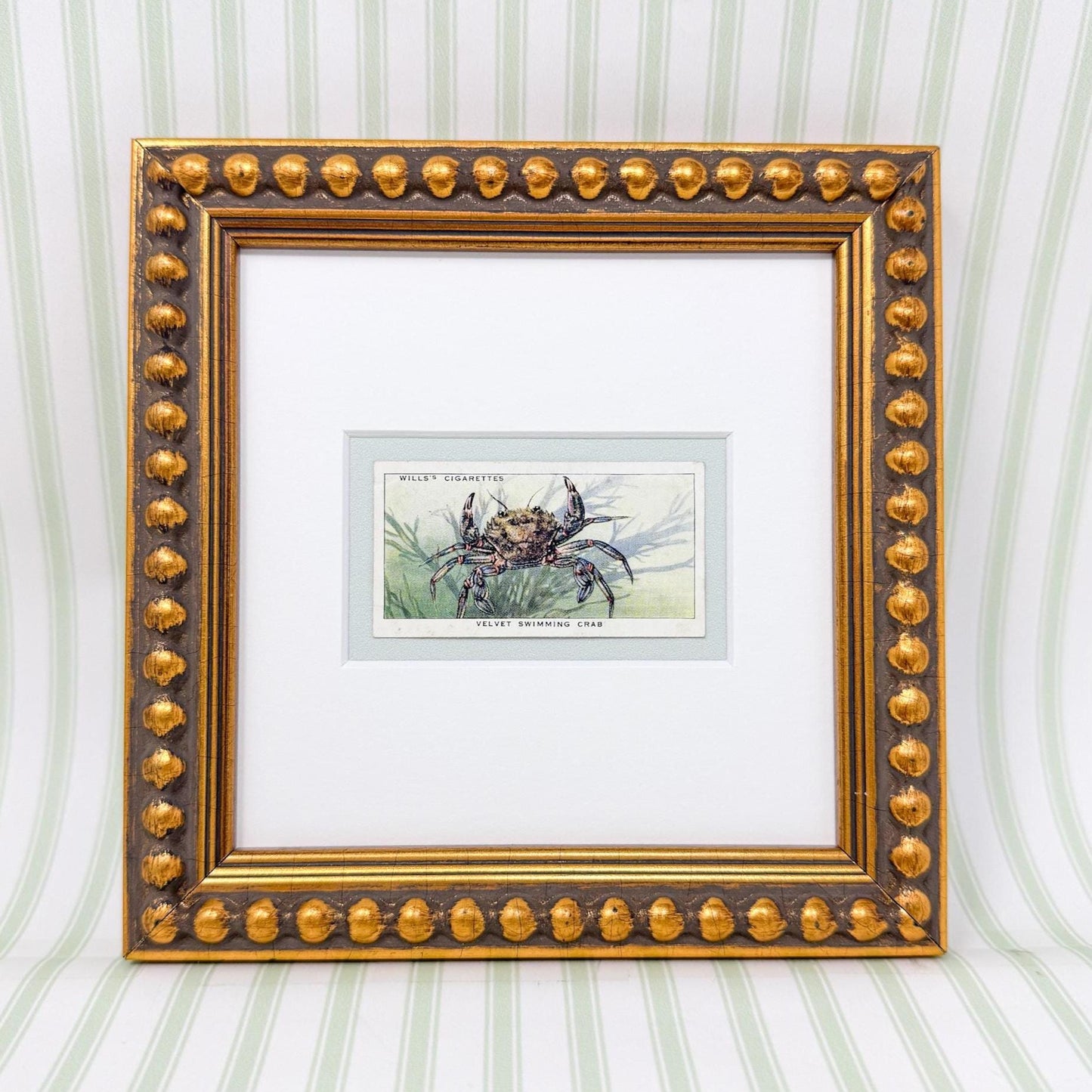 Framed Vintage Sea Life Cigarette Card, Velvet Swimming Crab