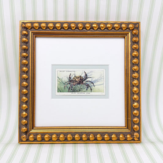 Framed Vintage Sea Life Cigarette Card, Velvet Swimming Crab