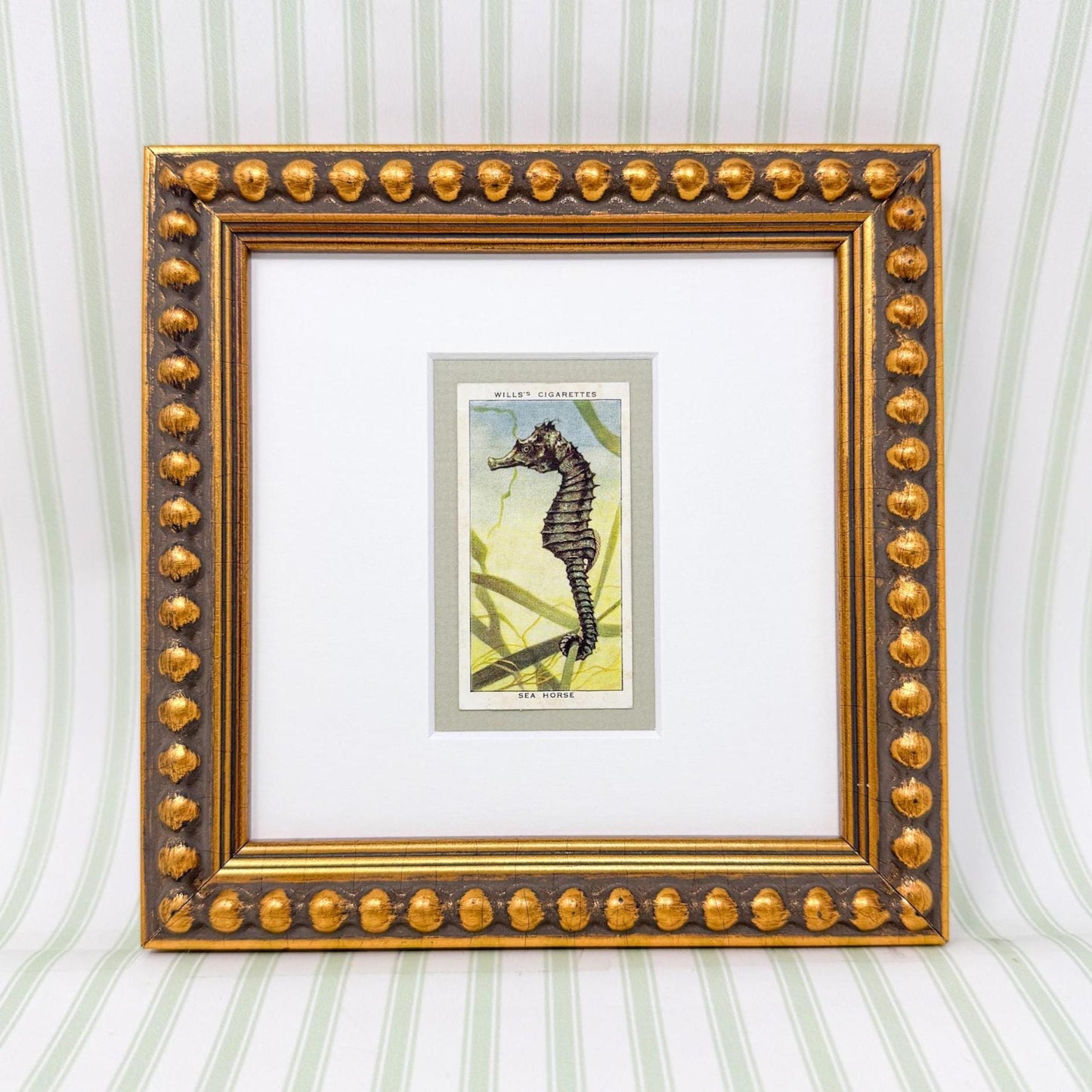 Framed Vintage Sea Life Cigarette Card, Sea Horse
