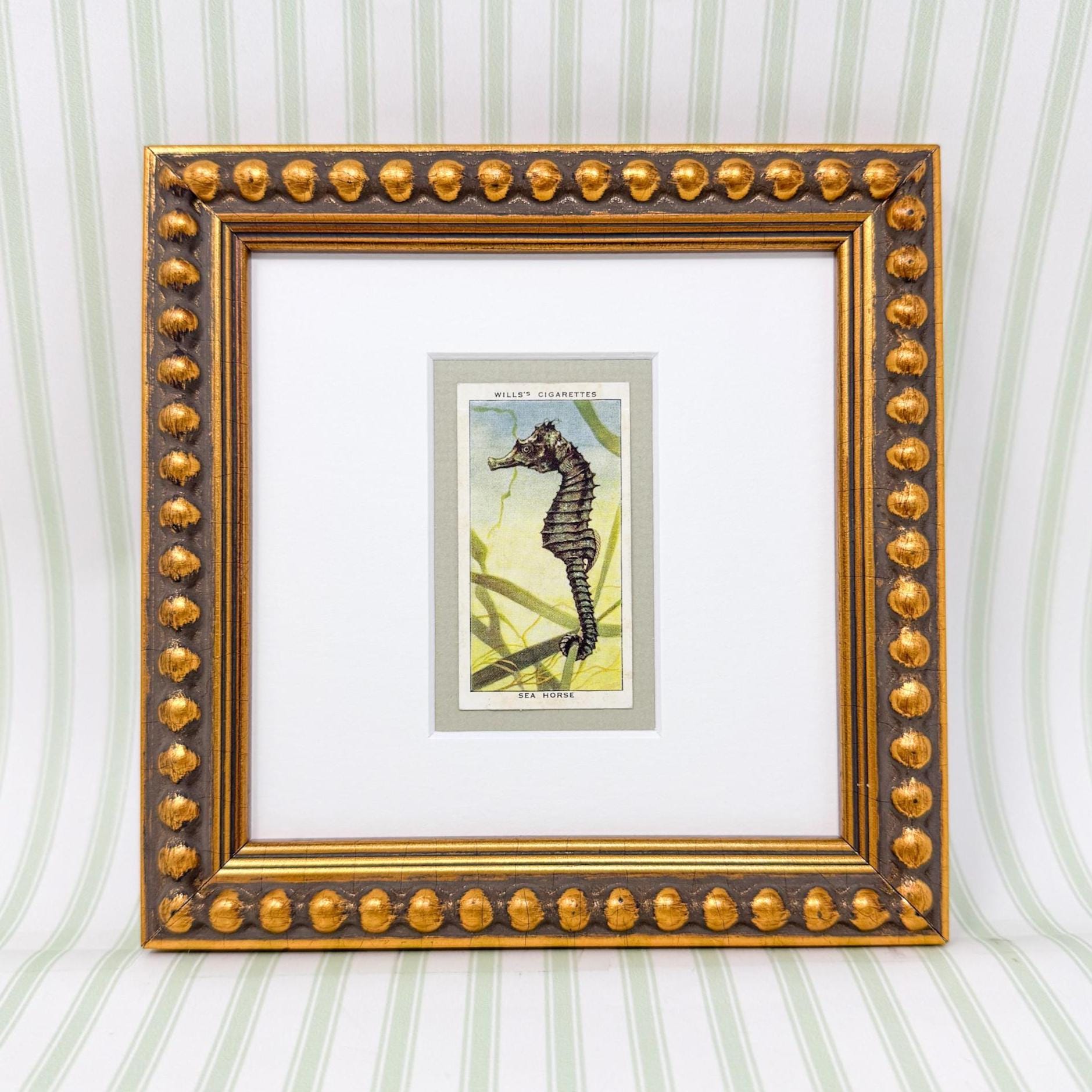 Framed Vintage Sea Life Cigarette Card, Sea Horse