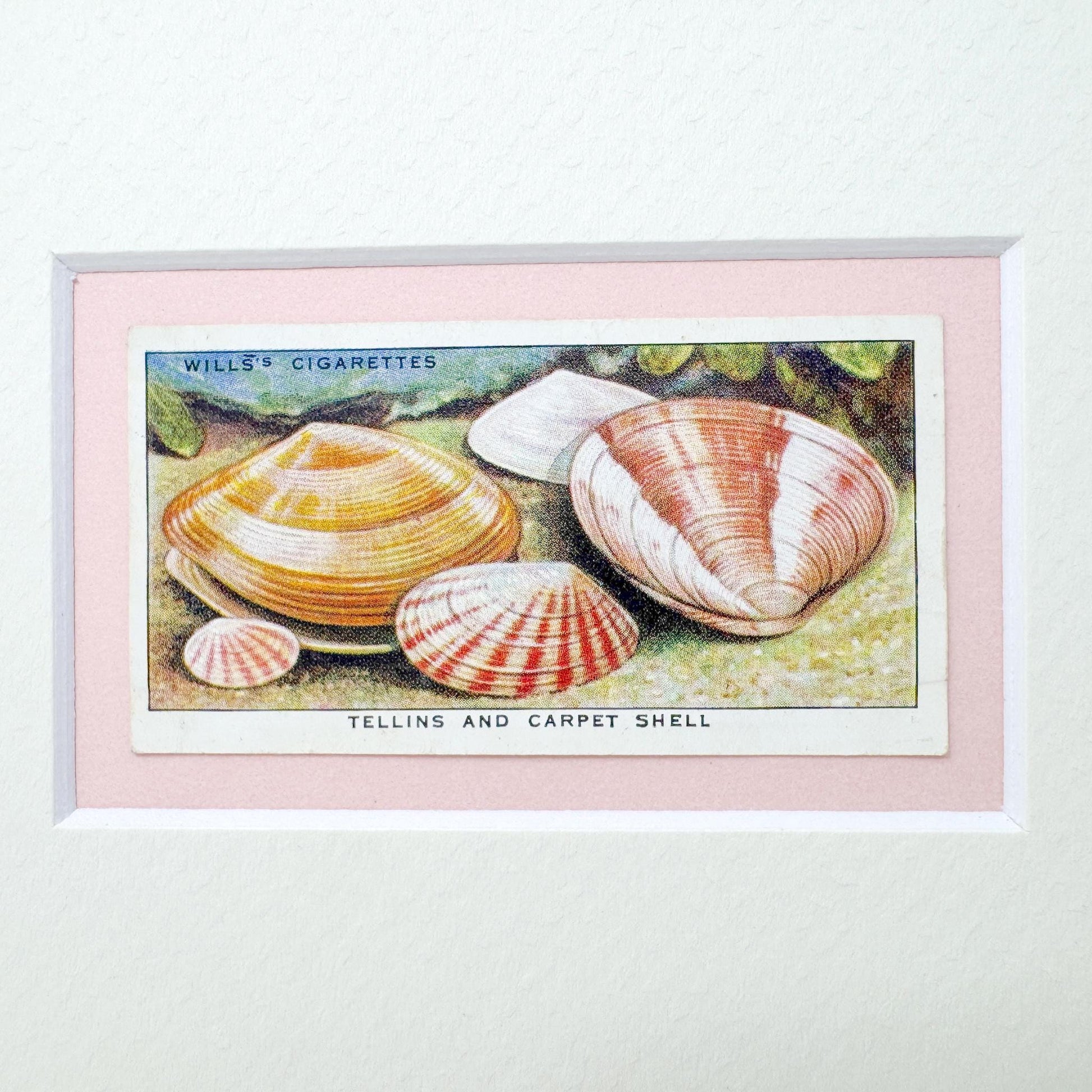Framed Vintage Sea Life Cigarette Card, Tellins and Carpet Shell
