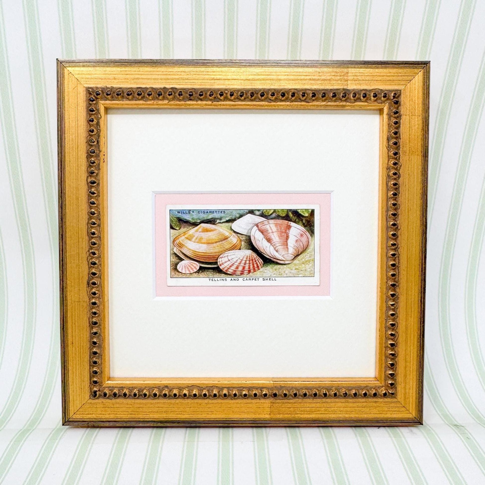 Framed Vintage Sea Life Cigarette Card, Tellins and Carpet Shell