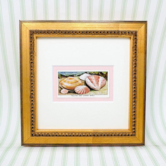 Framed Vintage Sea Life Cigarette Card, Tellins and Carpet Shell