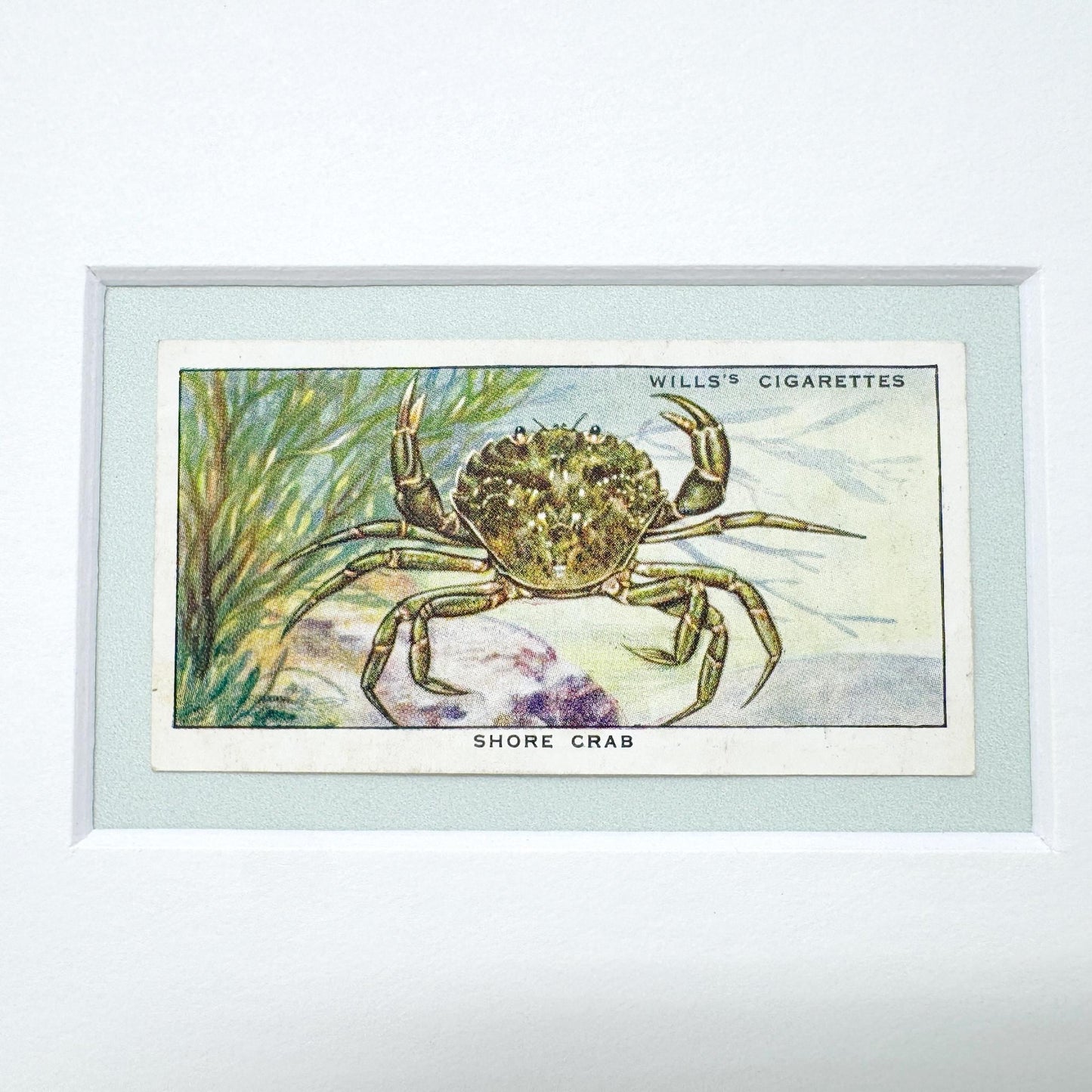 Framed Vintage Sea Life Cigarette Card, Shore Crab