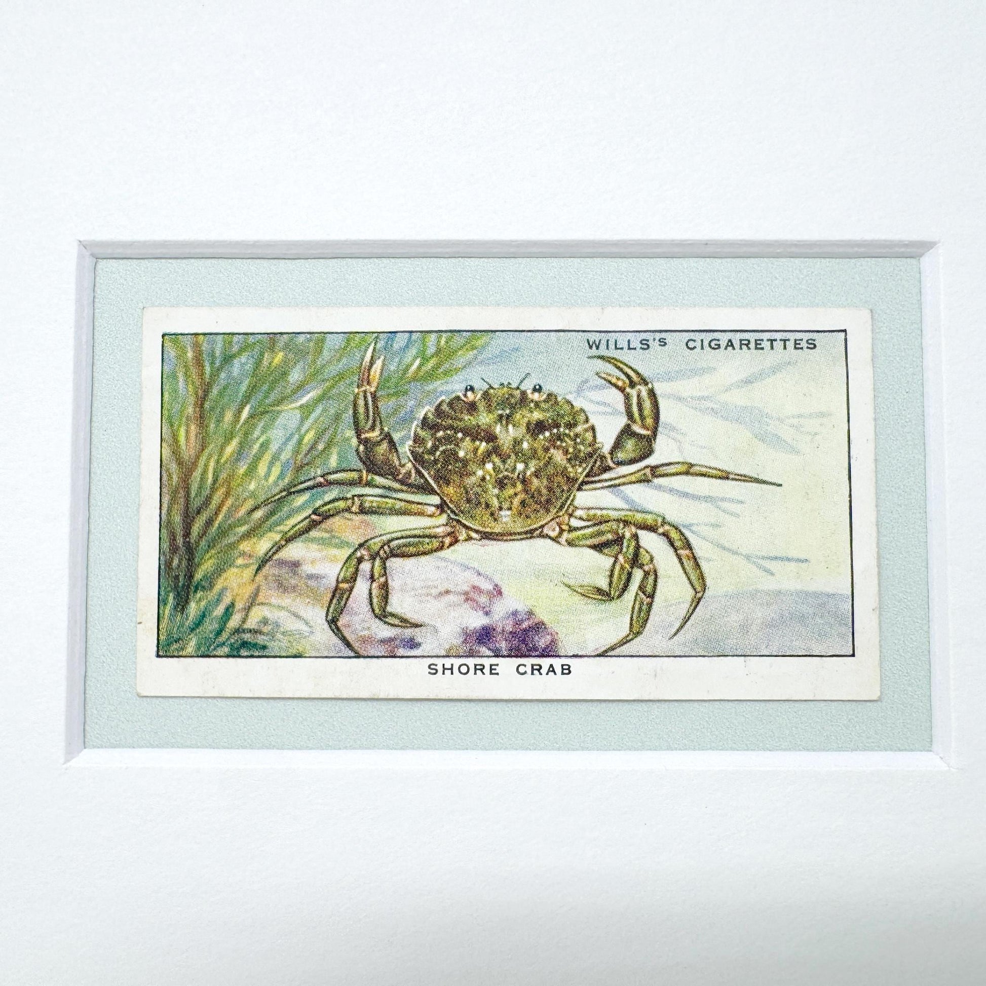 Framed Vintage Sea Life Cigarette Card, Shore Crab