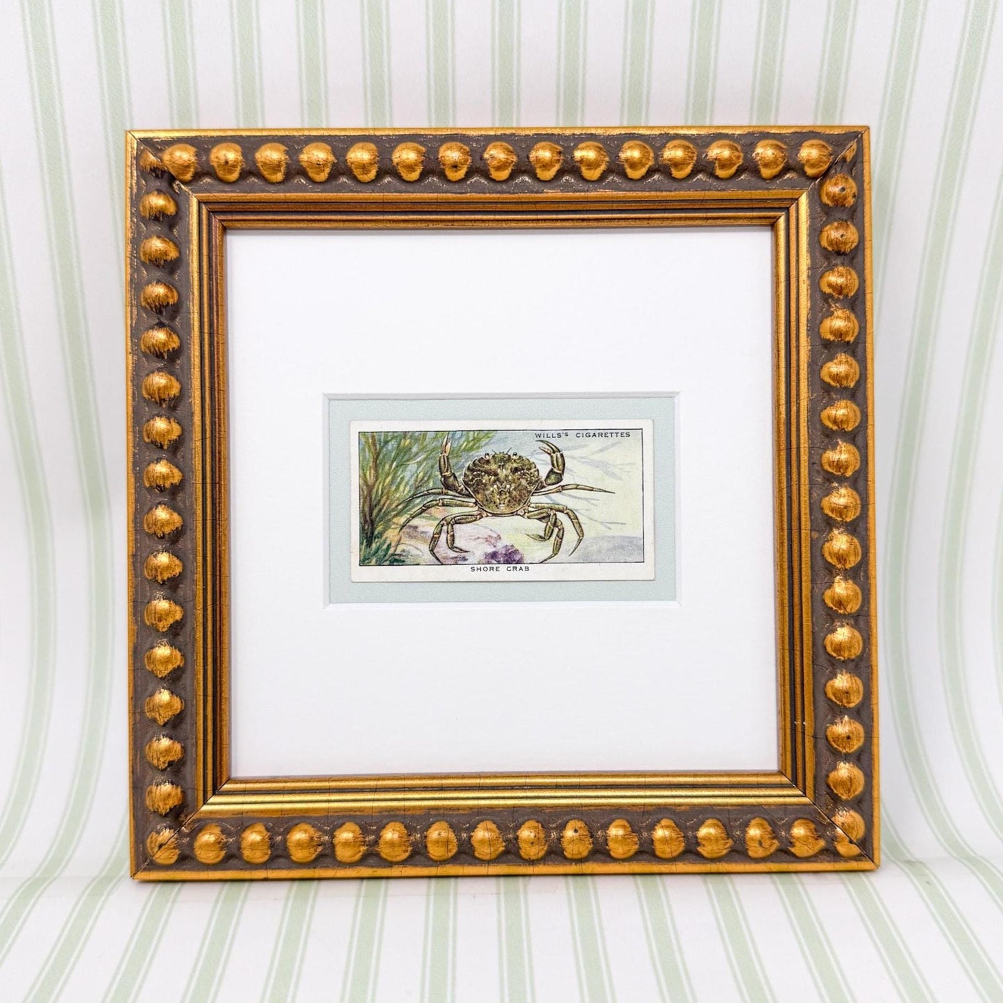Framed Vintage Sea Life Cigarette Card, Shore Crab