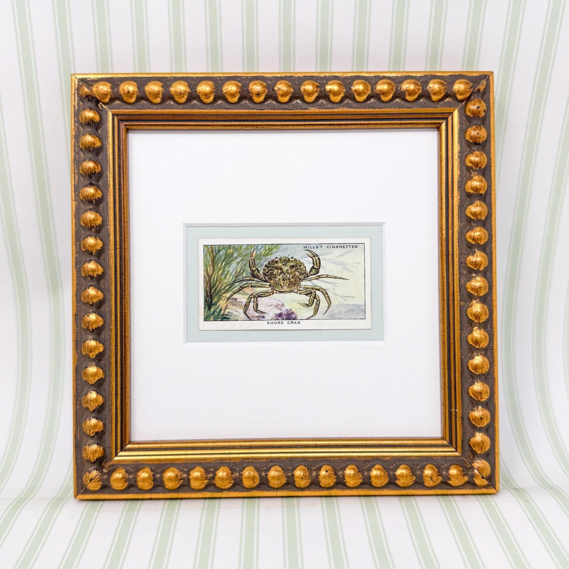 Framed Vintage Sea Life Cigarette Card, Shore Crab
