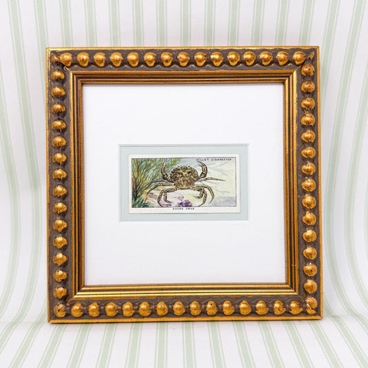 Framed Vintage Sea Life Cigarette Card, Shore Crab