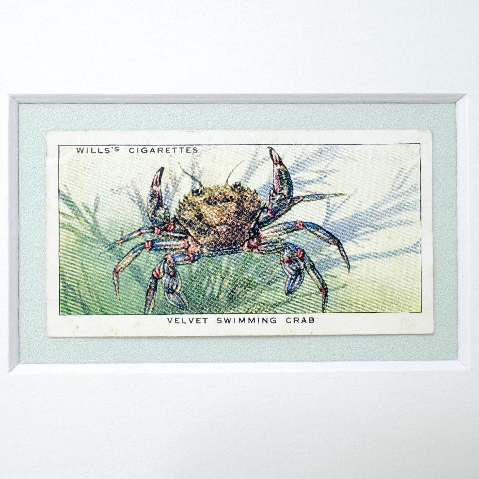 Framed Vintage Sea Life Cigarette Card, Velvet Swimming Crab